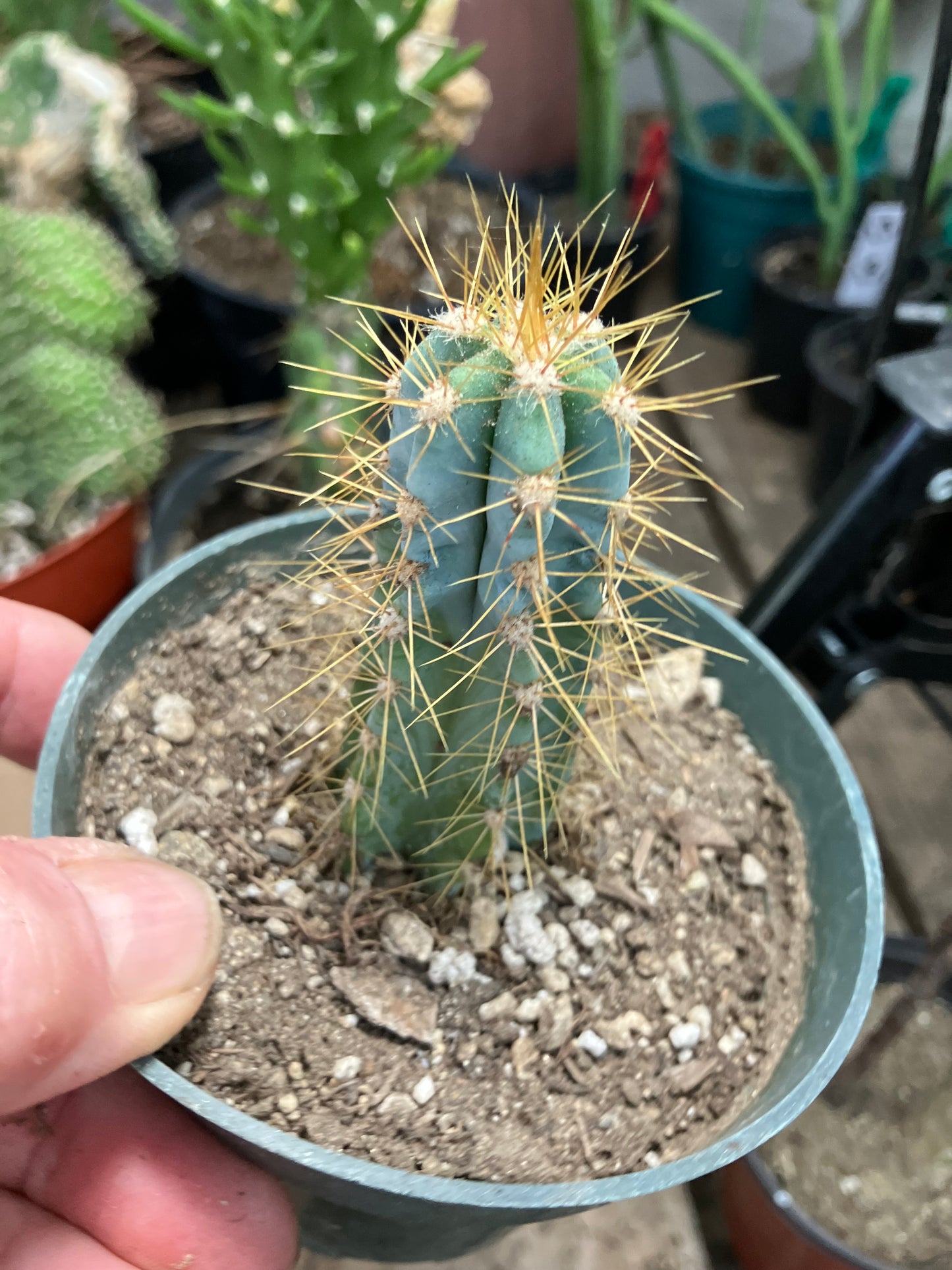 Pilosocereus Blue Azureus 3"Tall #10B