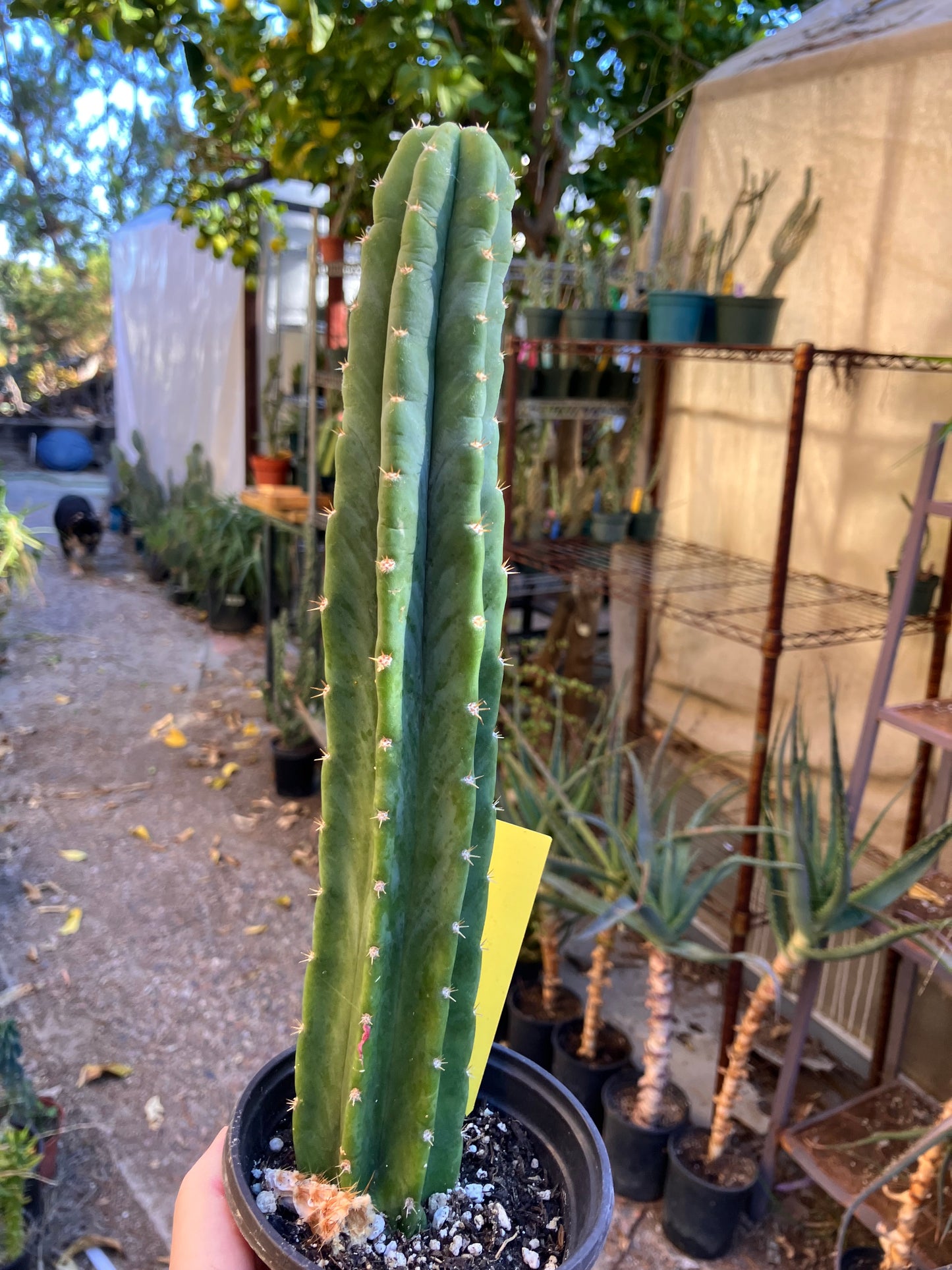 San Pedro Cactus - Trichocereus pachanoi 10.5"Tall 5Y