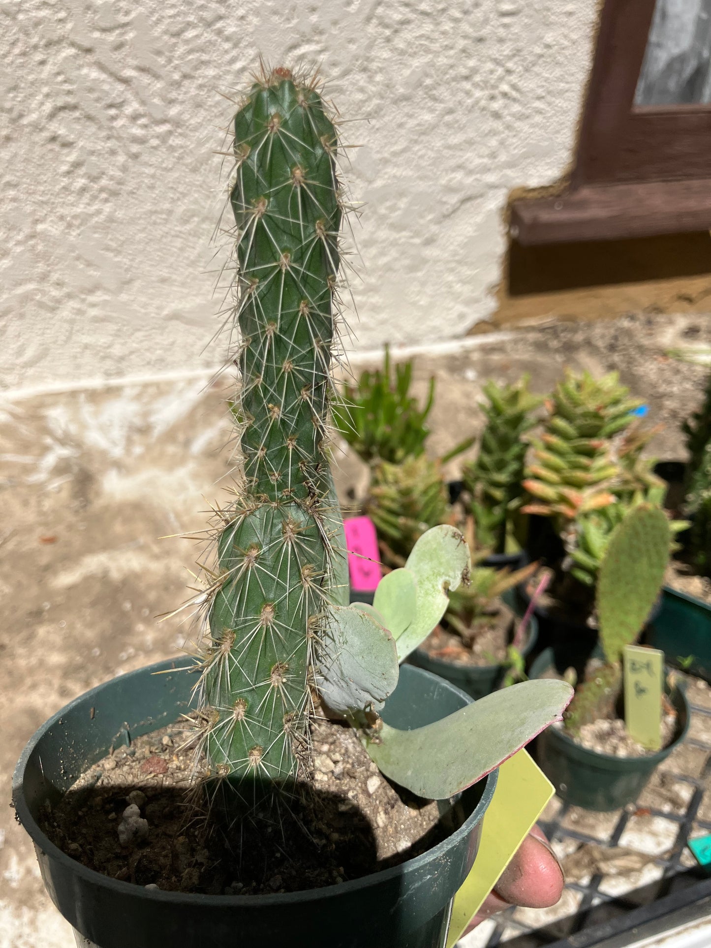 Cholla Cylindropuntia  Buckhorn 5”T #7Y