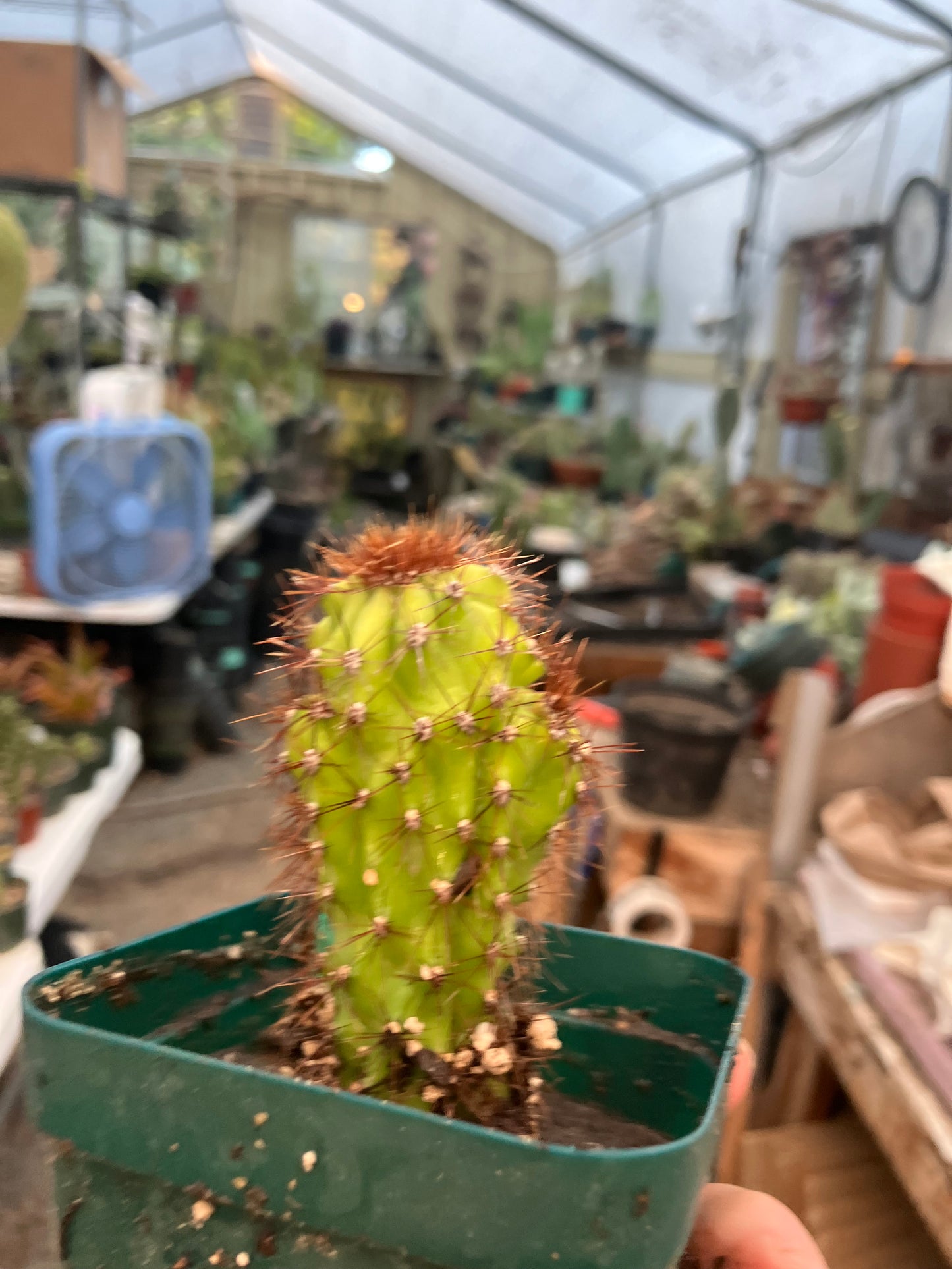 Cereus Peruvianus Monstrose "Rojo" 3” Tall #100G