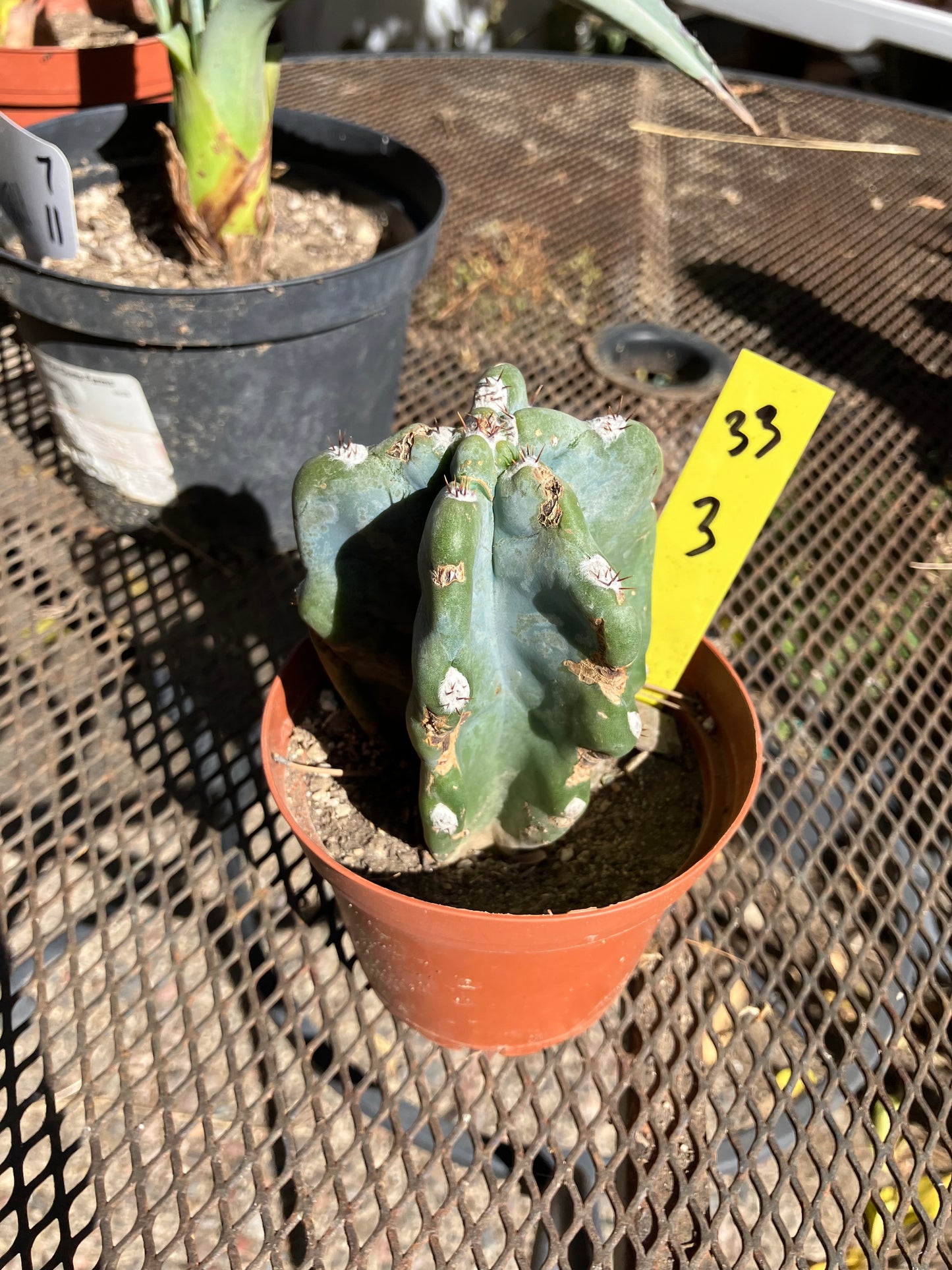 Cereus Peruvianus Monstrose Night Blooming 3”Tall #33Y