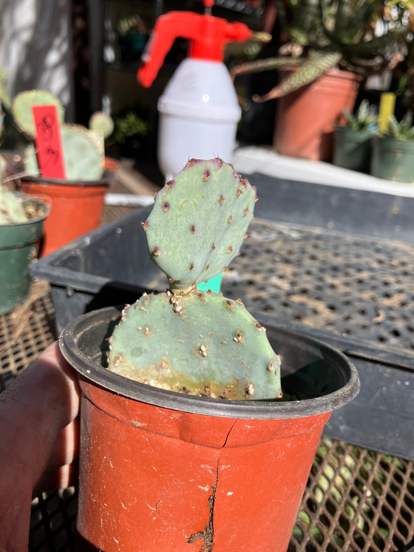 Opuntia Santa Rita Purple Prickly Pear 3”Tall #31G