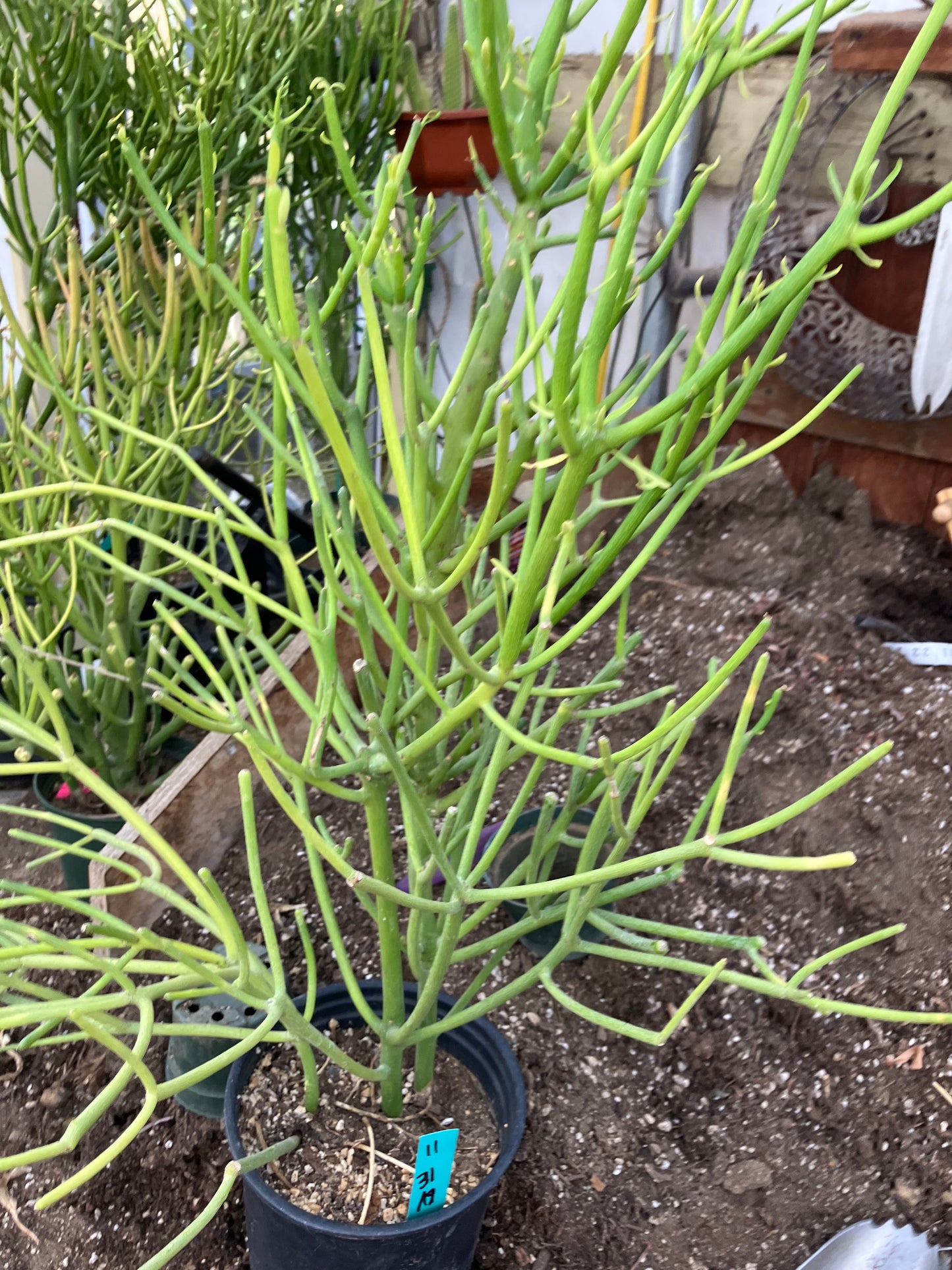 Euphorbia tirucalli Pencil Cactus/Succulent 31"Tall 19"Wide #11G