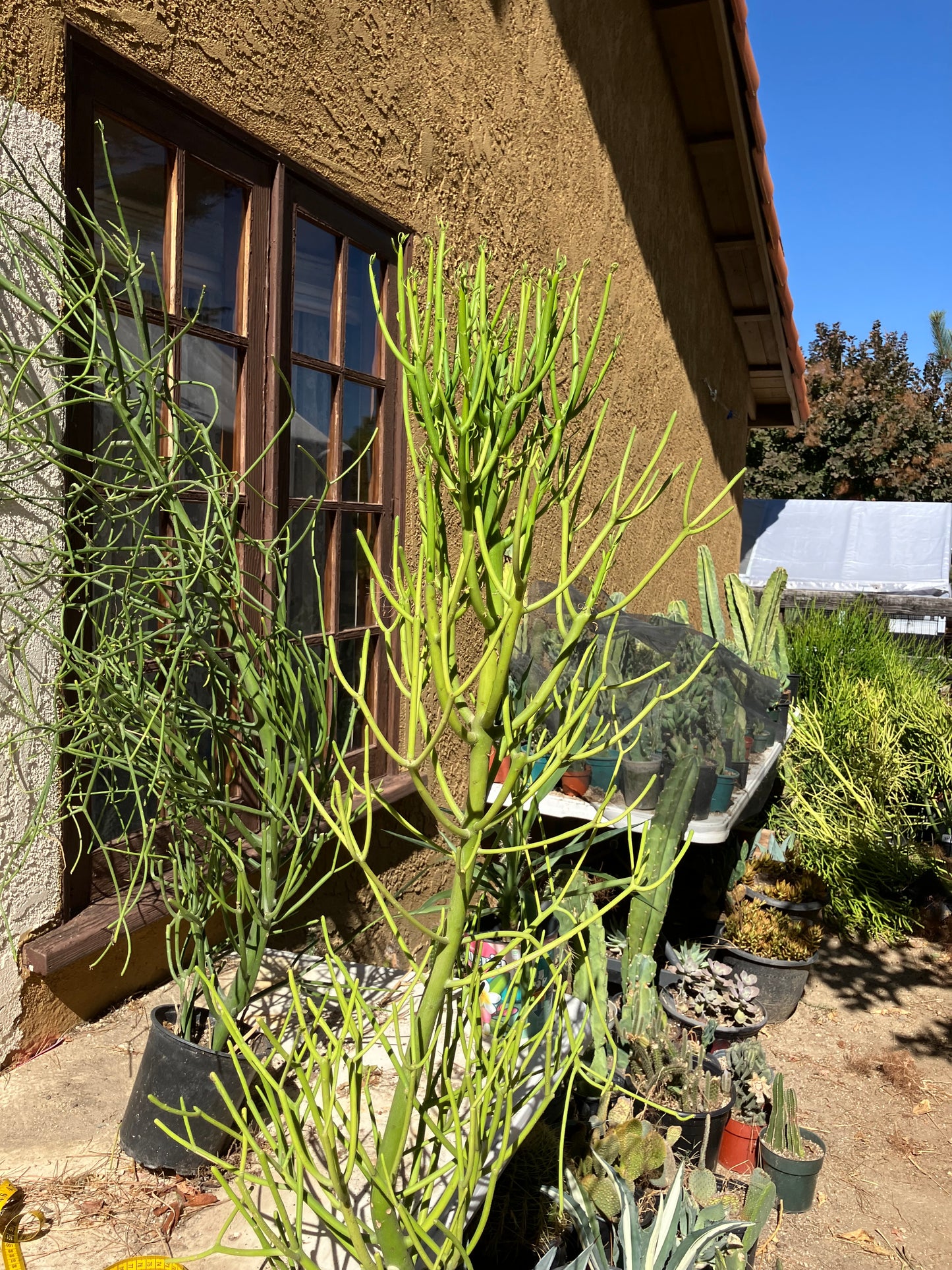 Euphorbia tirucalli Pencil Cactus/Succulent 45"Tall 16"Wide #96G