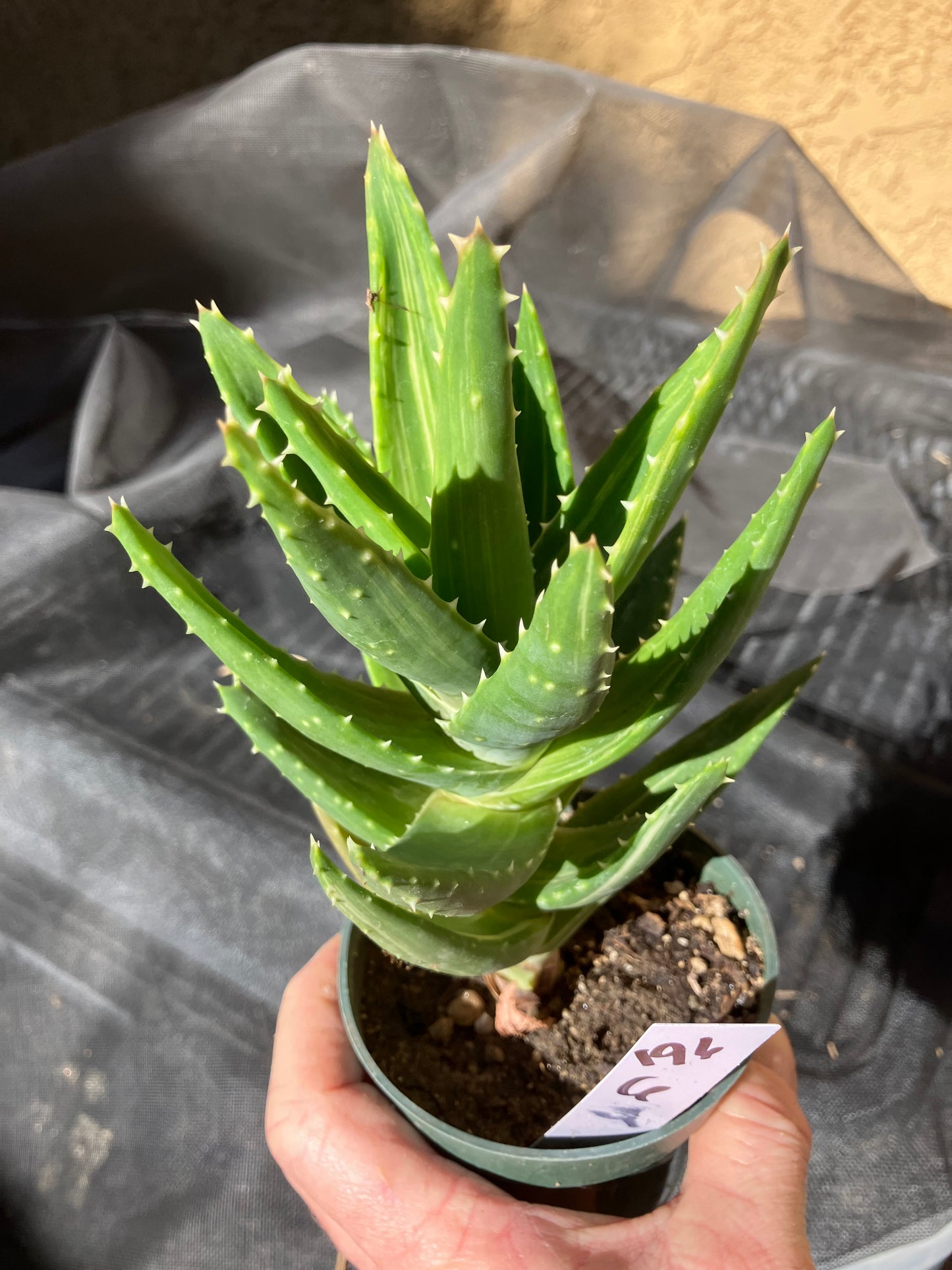 Aloe nobilis  Succulent 6" Tall #196W