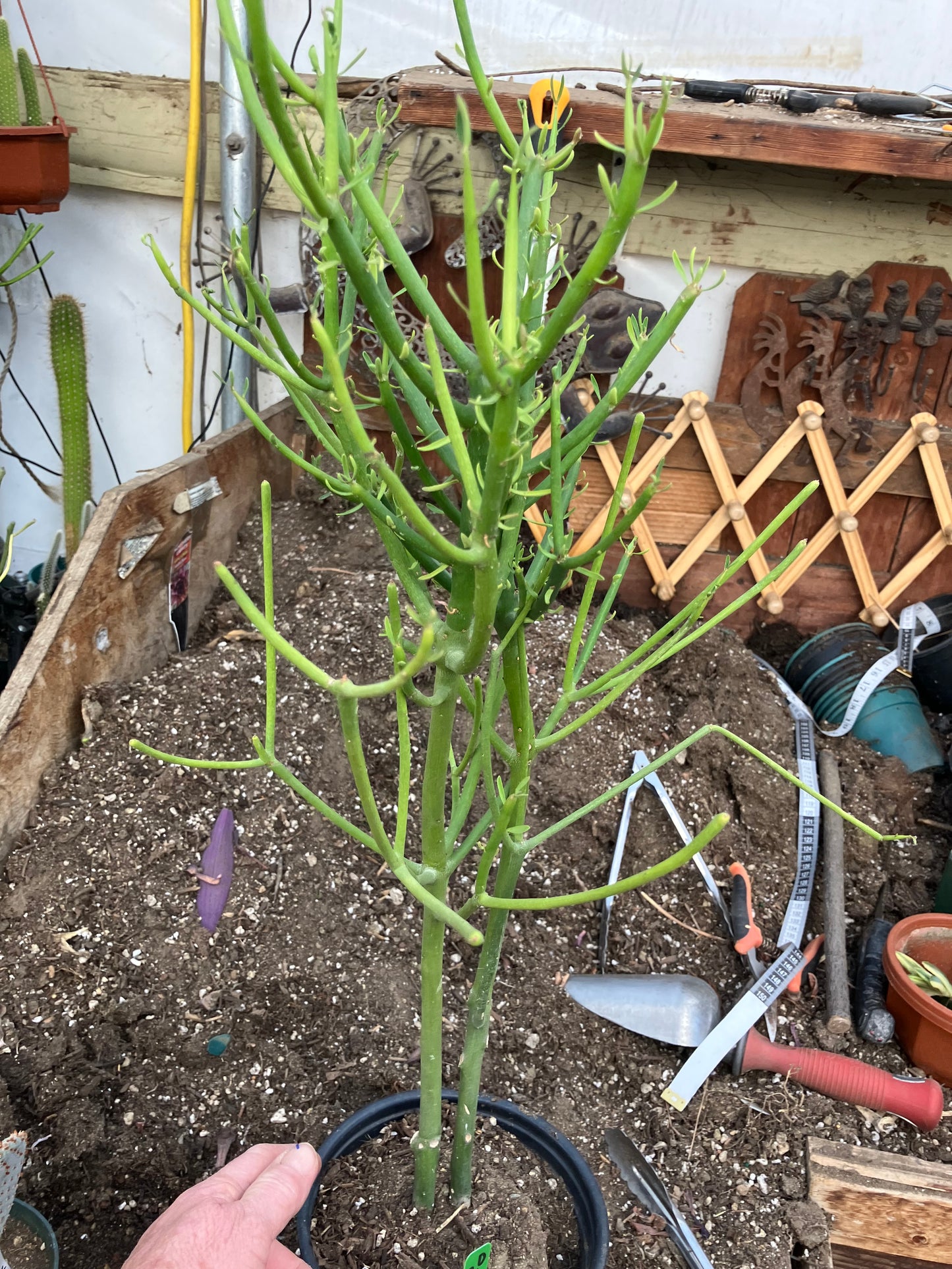 Euphorbia tirucalli Pencil Cactus/Succulent 24"Tall 11"Wide #20G