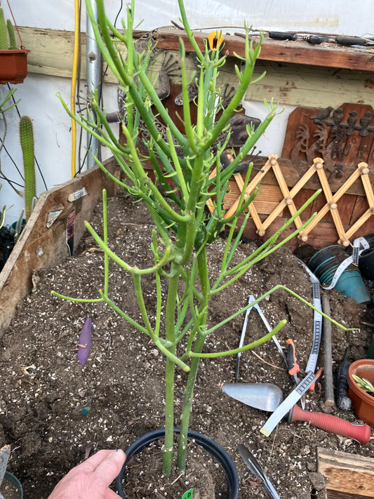 Euphorbia tirucalli Pencil Cactus/Succulent 24"Tall 11"Wide #20G
