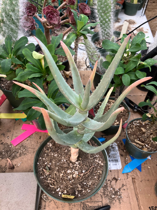 Aloe Hybrid 11"Tall 7" Wide #35Y