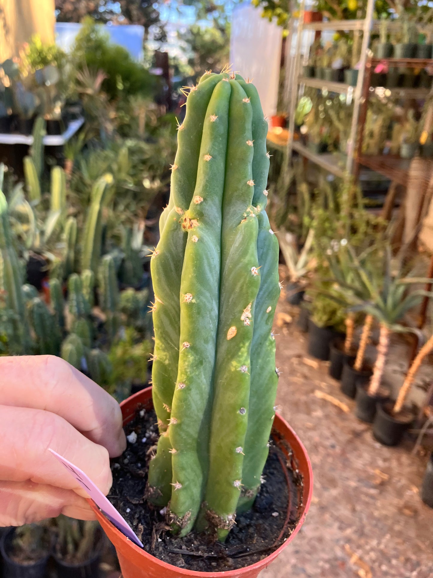 San Pedro Cactus - Trichocereus pachanoi 7"Tall #4p