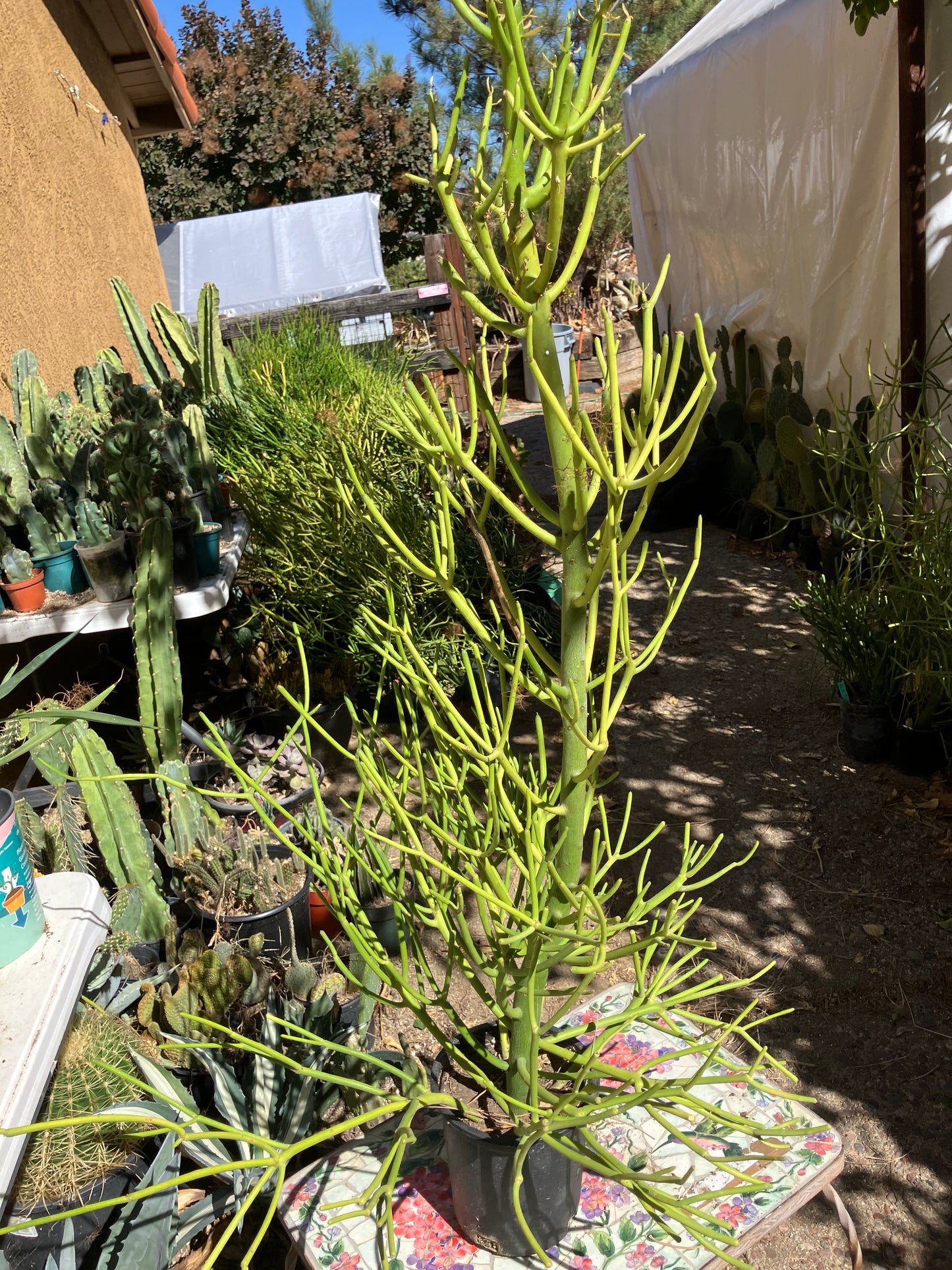 Euphorbia tirucalli Pencil Cactus/Succulent 38"Tall 20"Wide #20W