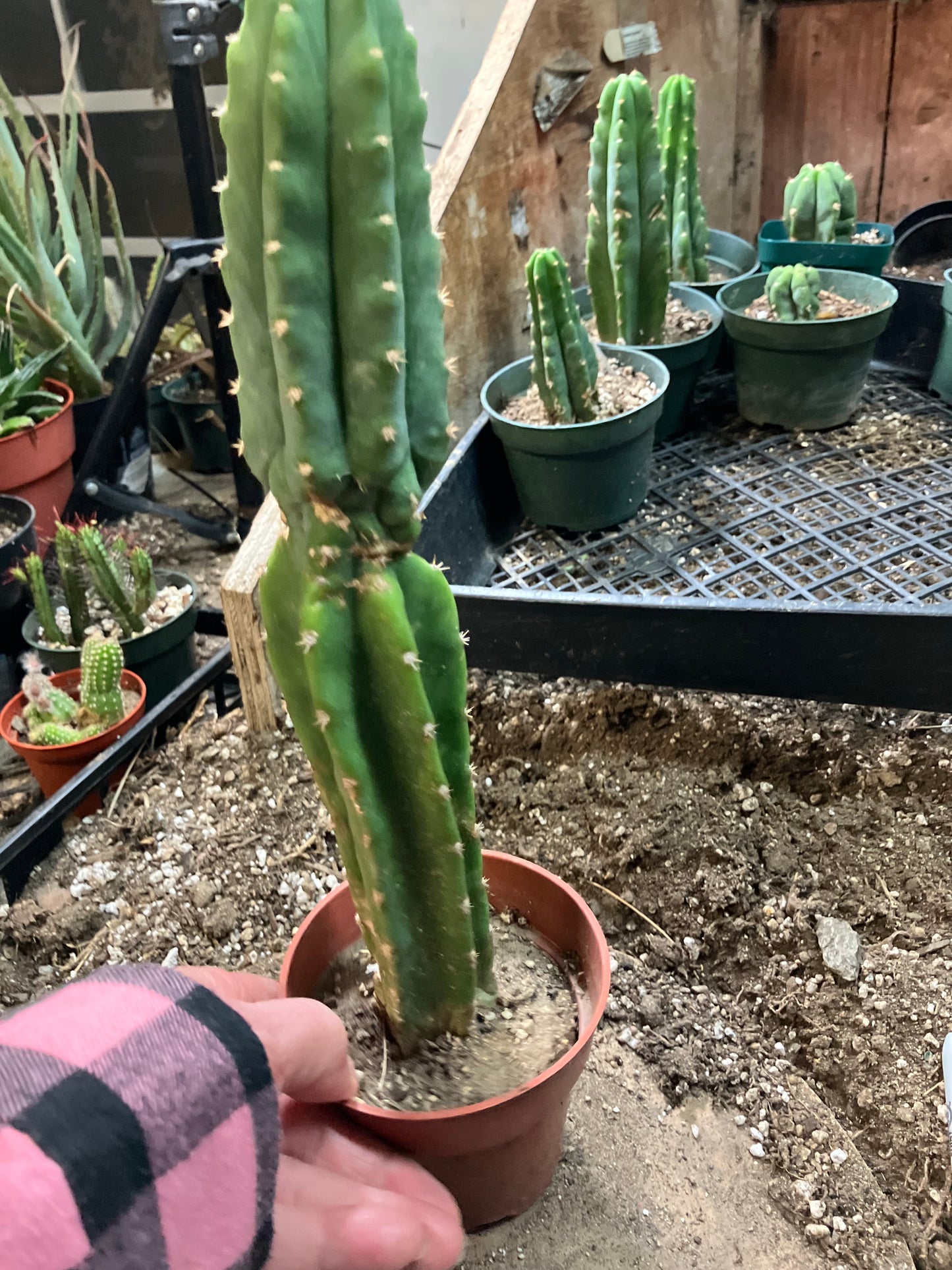 San Pedro Cactus - Trichocereus pachanoi 11" Tall #99W