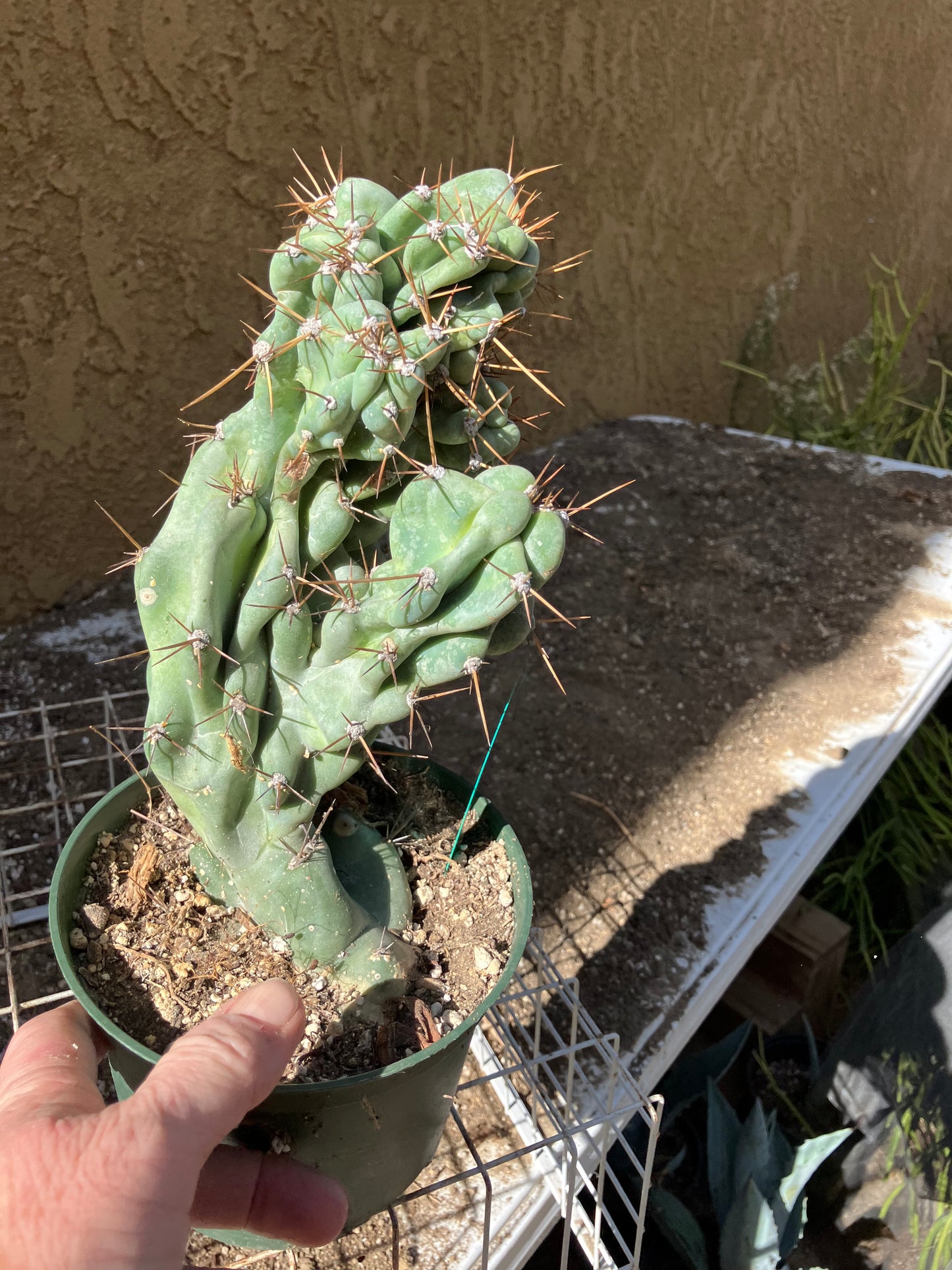 Cereus Peruvianus Monstrose Night Blooming 9" Tall 4"Wide #10G