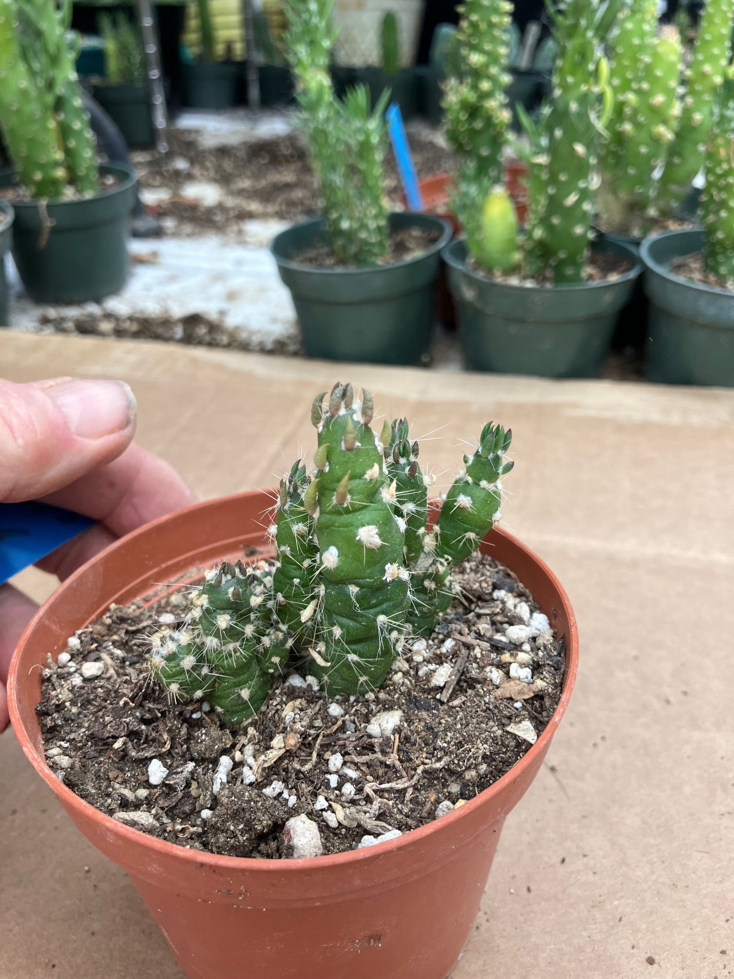 Austrocylindropuntia Cactus Gumbi Mini Eve's Needle 2.5"Tall #255B