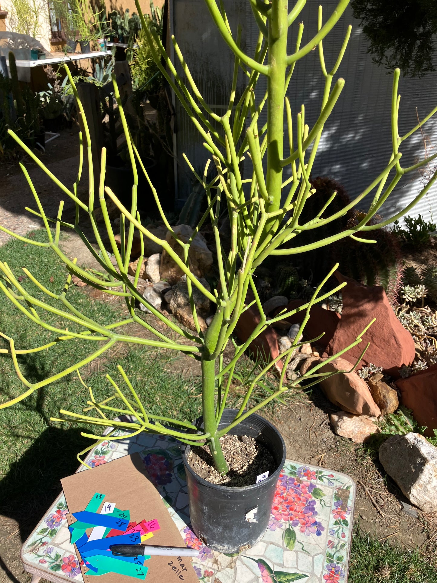 Euphorbia tirucalli Pencil Cactus/Succulent 46"Tall 20"Wide #29W