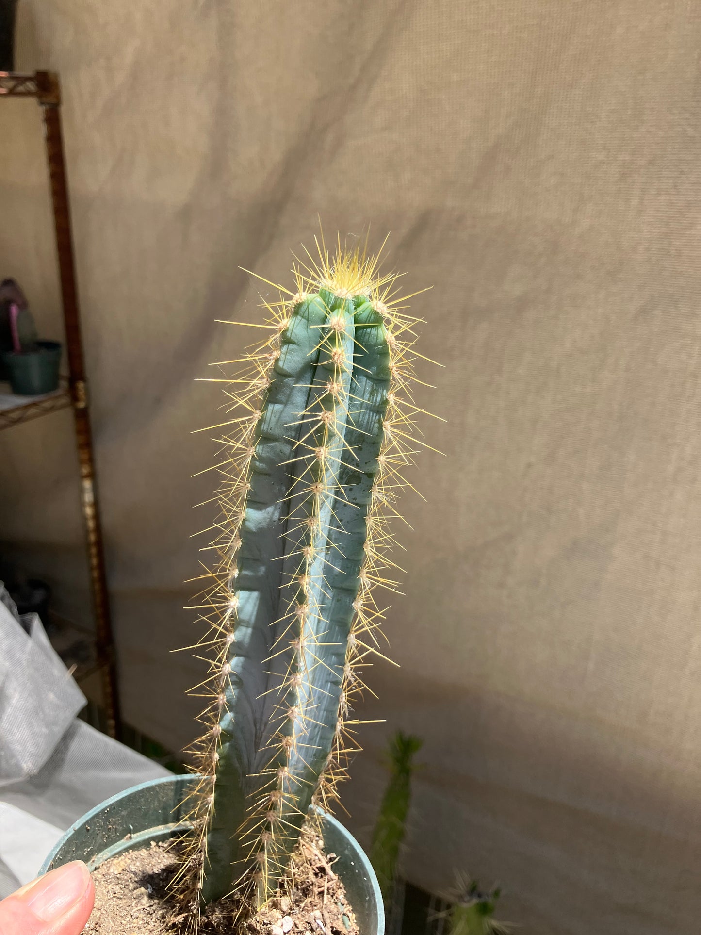 Pilosocereus Blue Azureus Cactus 8"Tall #45B
