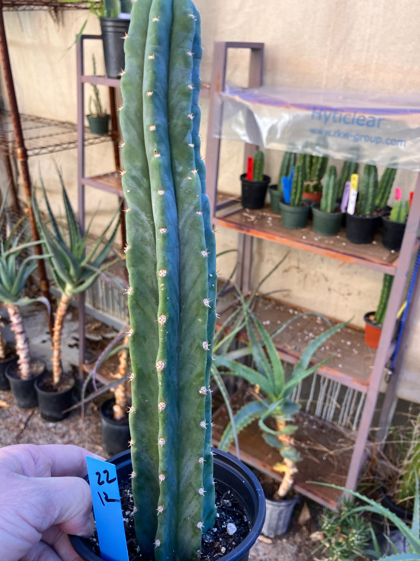 San Pedro Cactus - Trichocereus pachanoi 12"Tall #22B