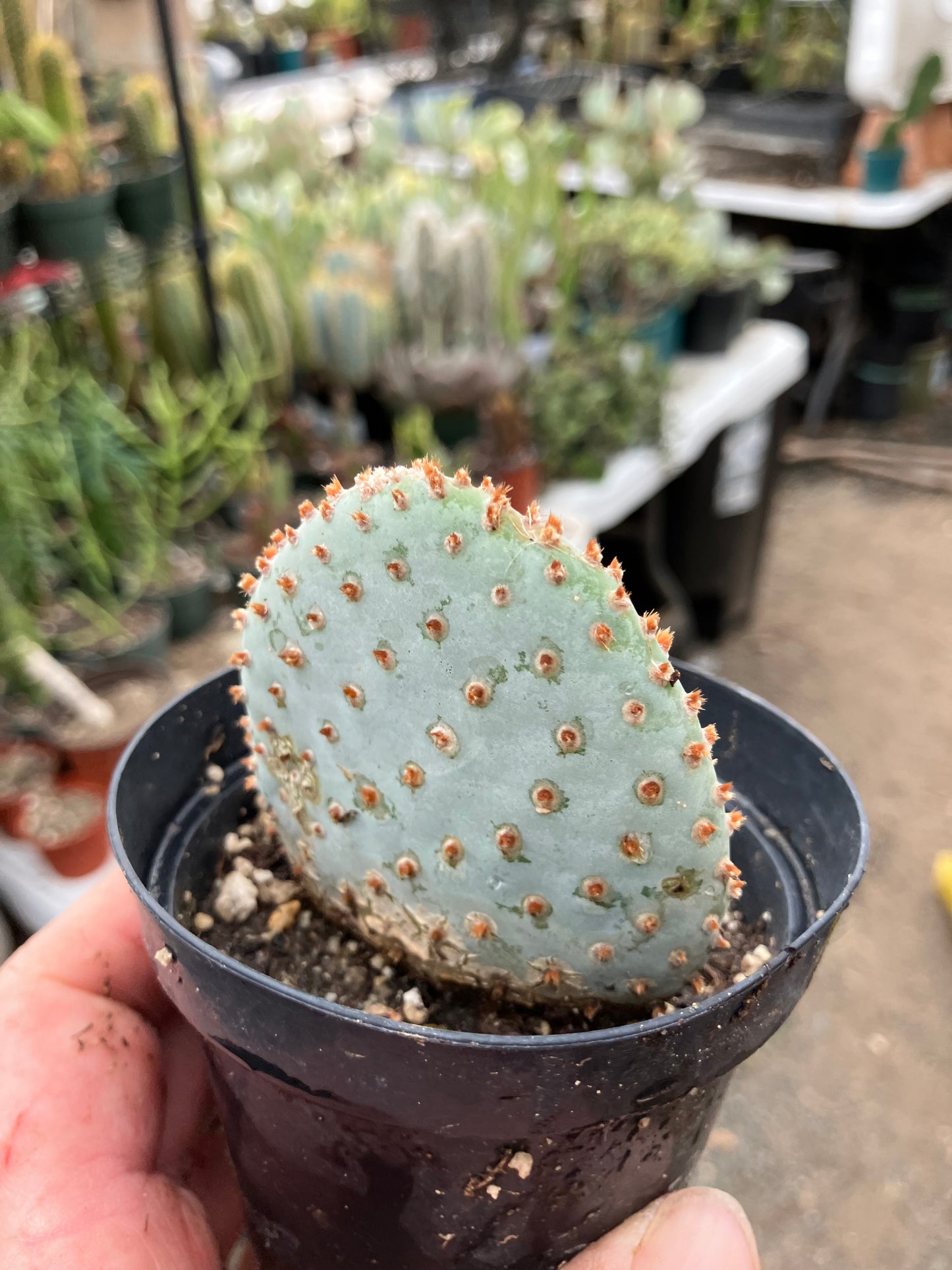 Opuntia Basilaris Beavertail Cactus 3"Tall #83R