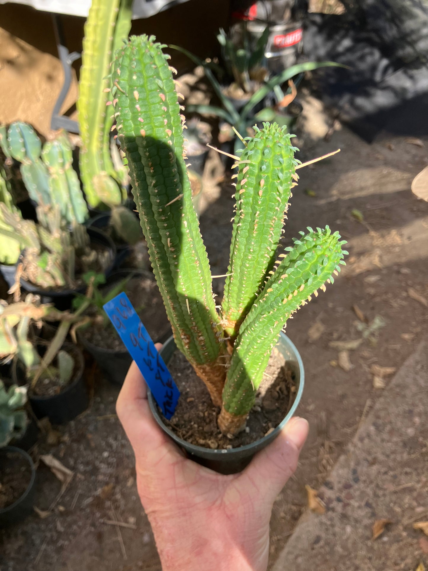 Euphorbia mammillarias Green Corn Cob 9"Tall #968B