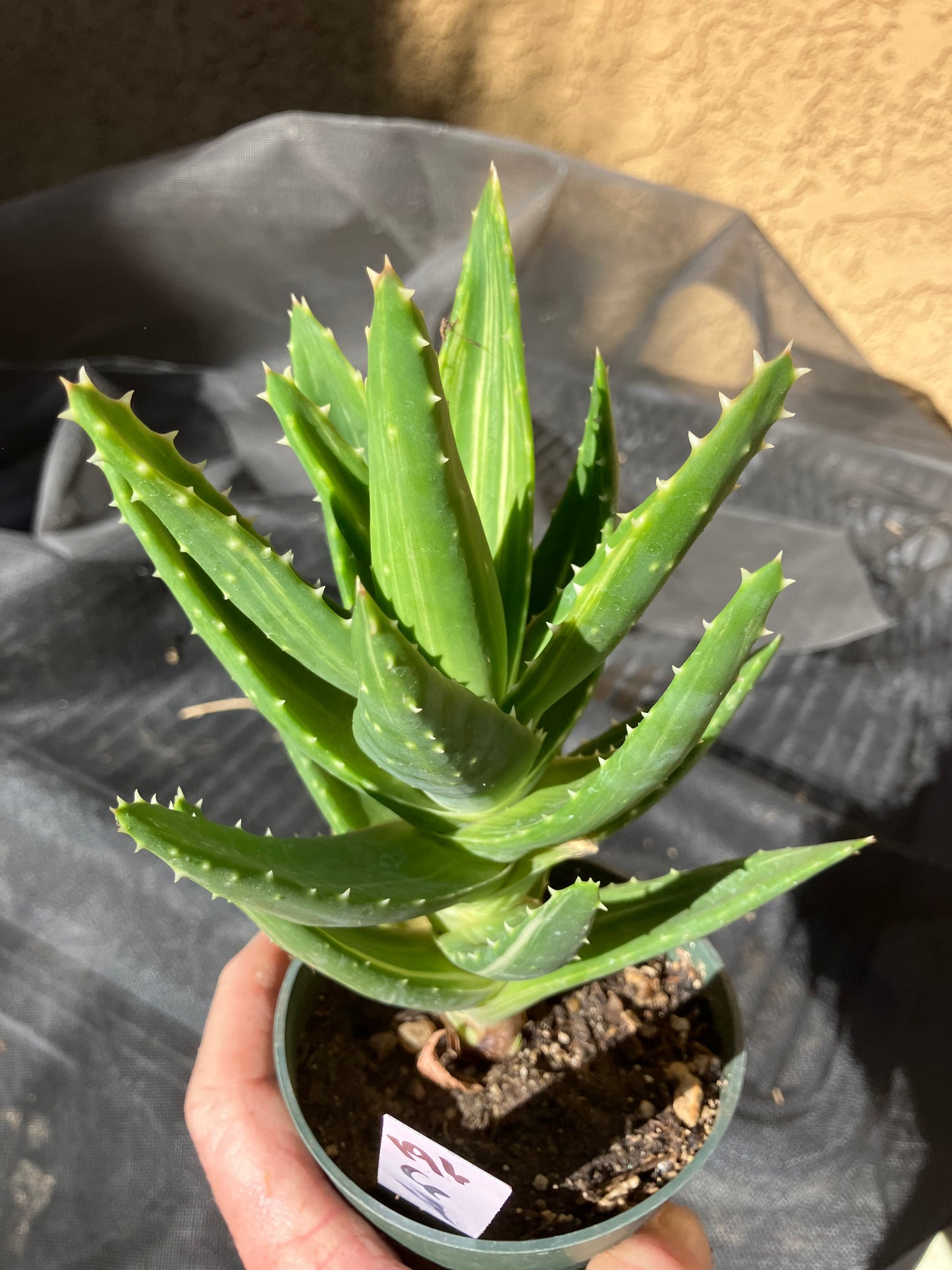 Aloe nobilis  Succulent 6" Tall #196W