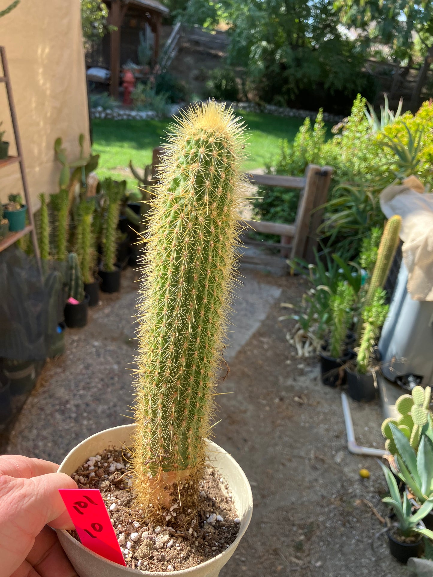 Cleistocactus hyalacanthus Cactus Columnar 10”Tall #101R