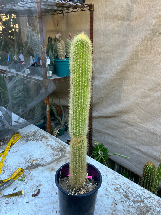 Weberbauerocereus winterianus Golden Fast Growing Columnar 20"Tall 8" circ. #1P