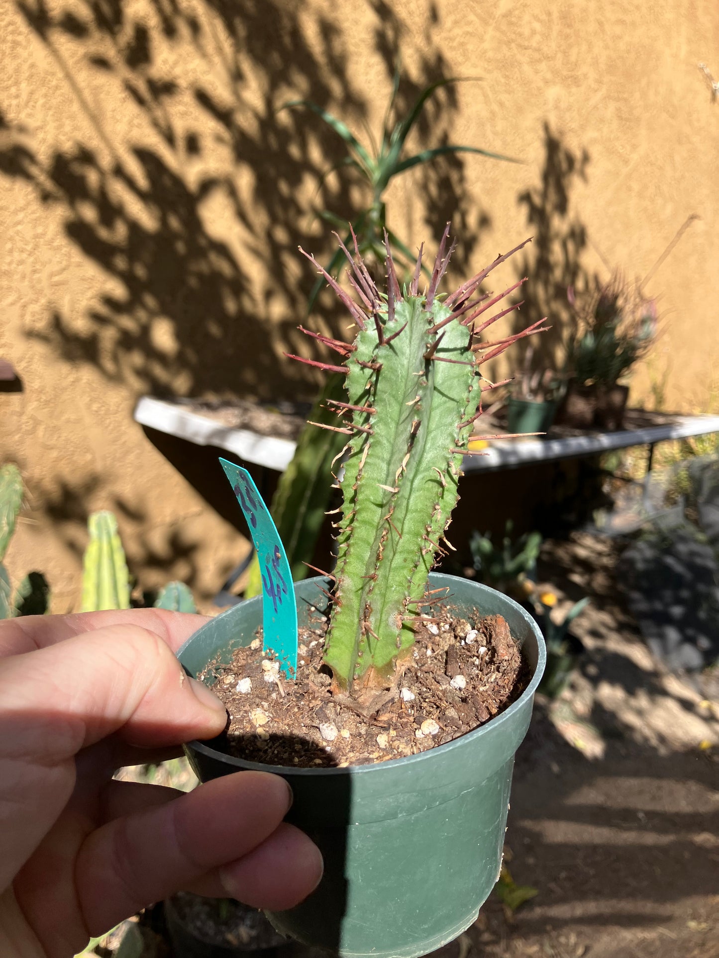 Euphorbia Horrida Noorsveldensis 4.5" Tall #30G