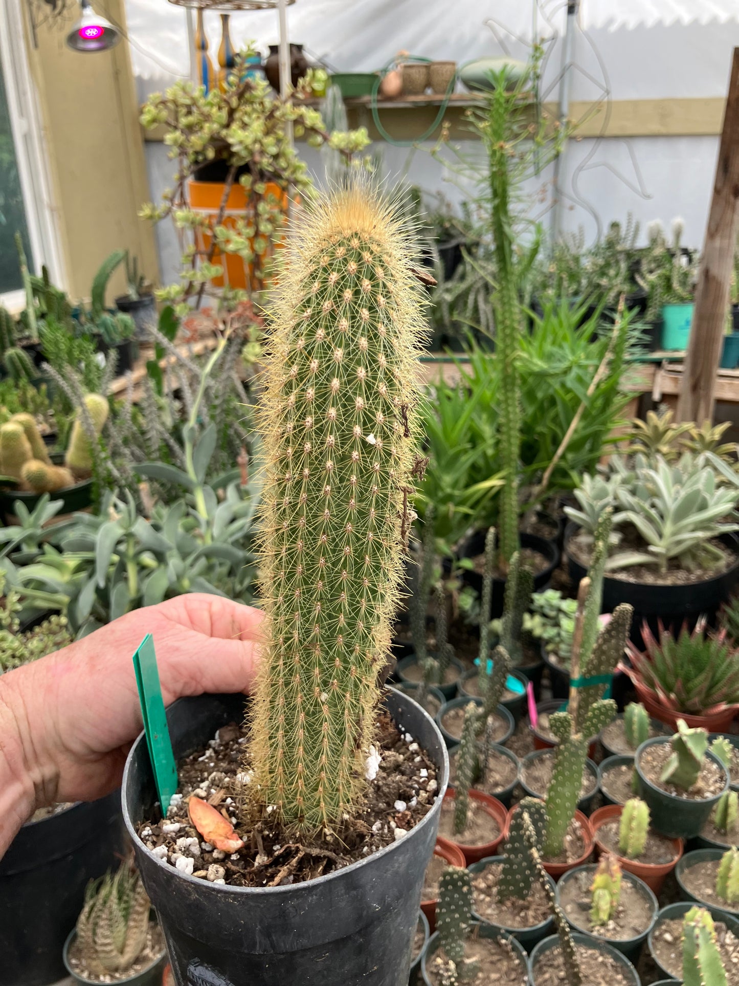 Cleistocactus hyalacanthus Cactus Columnar 9”Tall #90G