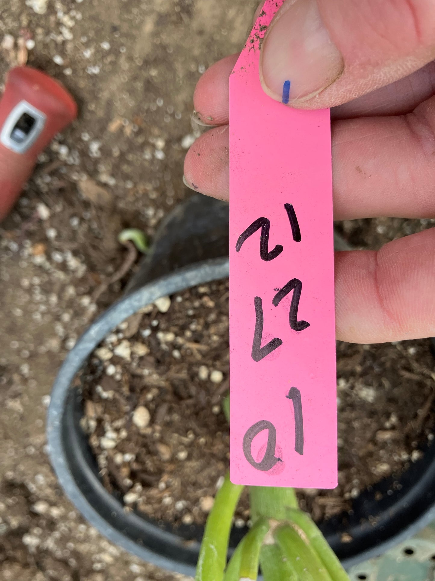 Euphorbia tirucalli Pencil Cactus/Succulent 27"Tall 12"Wide #10P