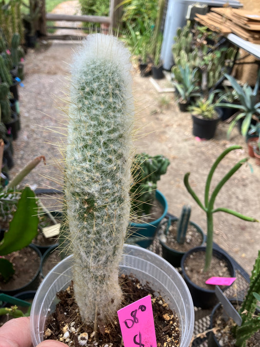 Cleistocactus Strausii Silver Torch Cactus 8”Tall #180