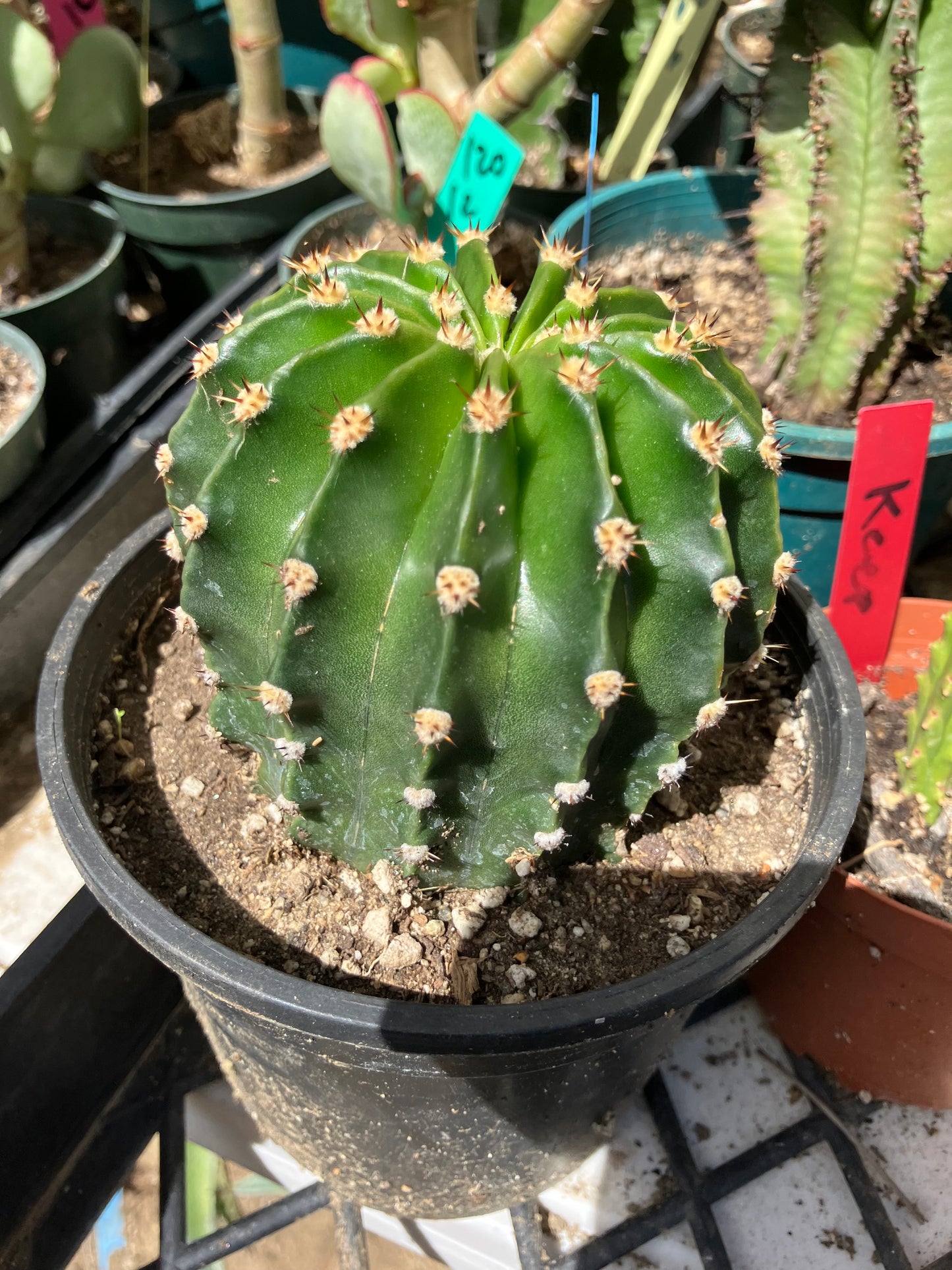 Echinopsis oxygona Hot Pink Easter Lily 3" Diameter  #14Y