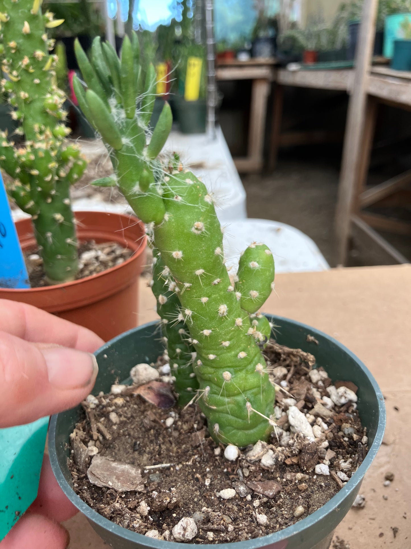 Austrocylindropuntia Cactus Gumbi Mini Eve's Needle 4"Tall #11G