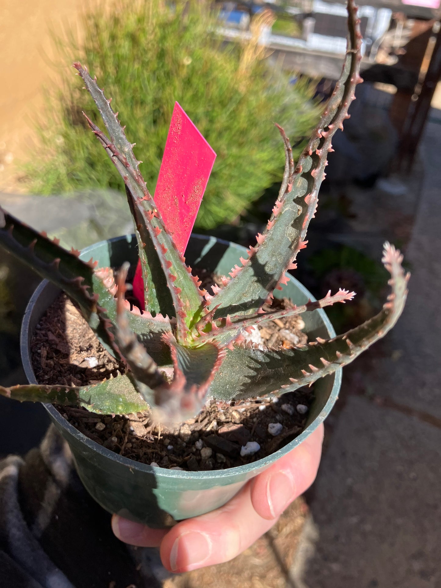 Aloe  Swordfish Succulent 4"Wide #1P