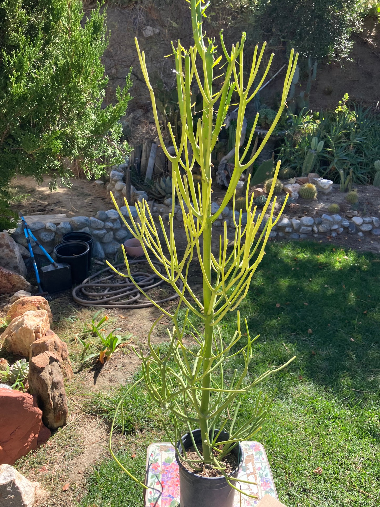 Euphorbia tirucalli Pencil Cactus/Succulent 46"Tall 18"Wide #27G