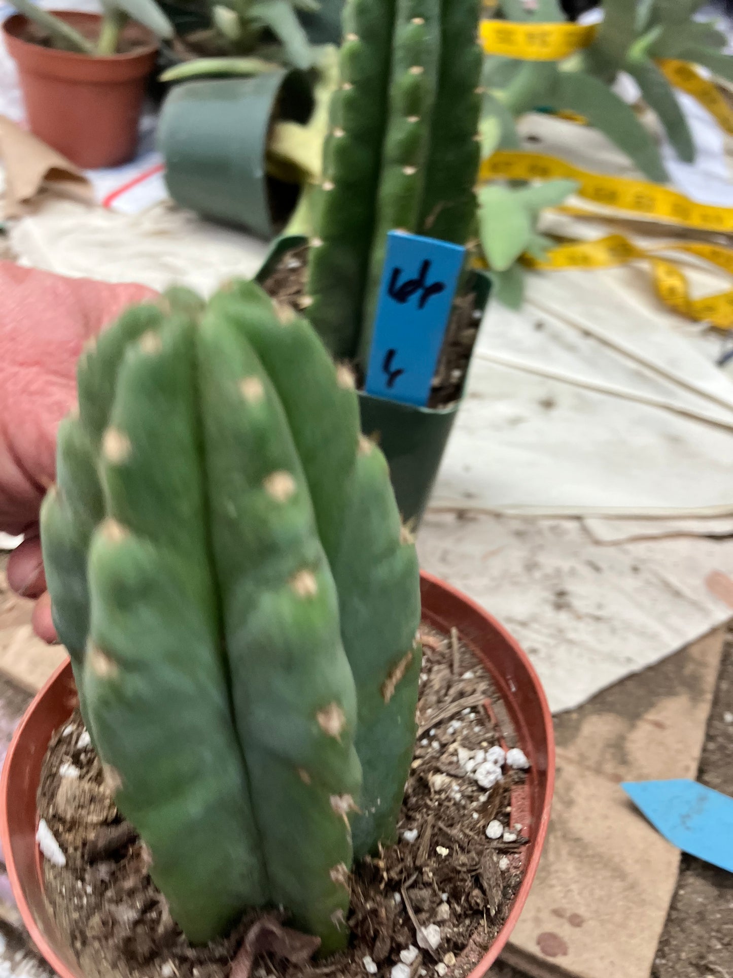 San Pedro Cactus  Trichocereus pachanoi 4.5"Tall #54R