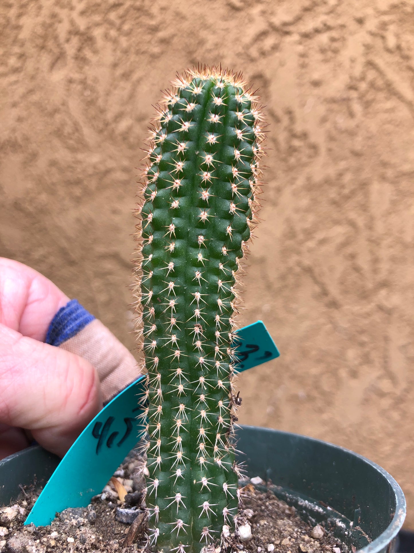 Trichocereus brevispinulosus Indian Comb Cactus 4.5"Tall #33G