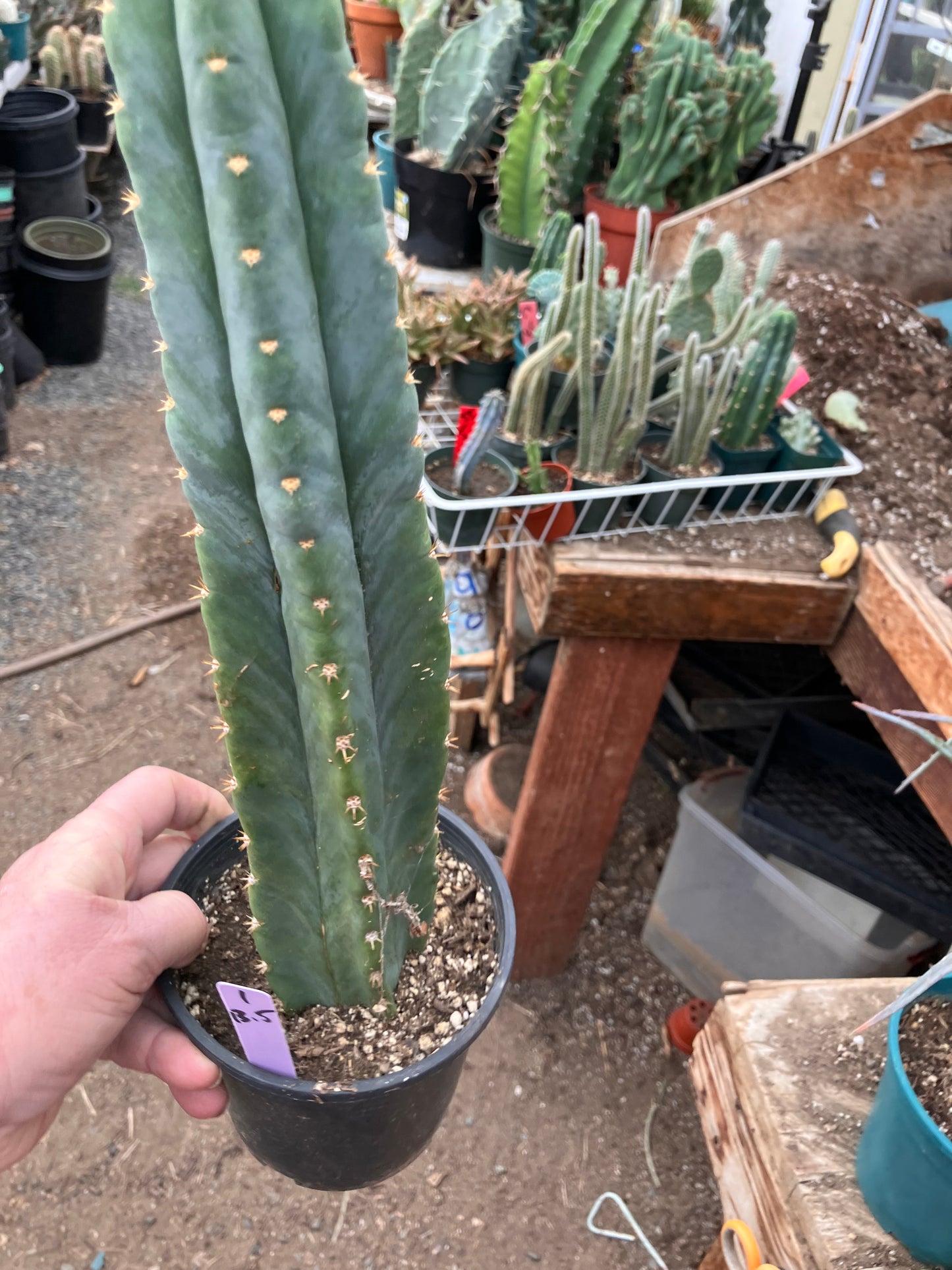 San Pedro Cactus - Trichocereus pachanoi 13.5"Tall #1Pu