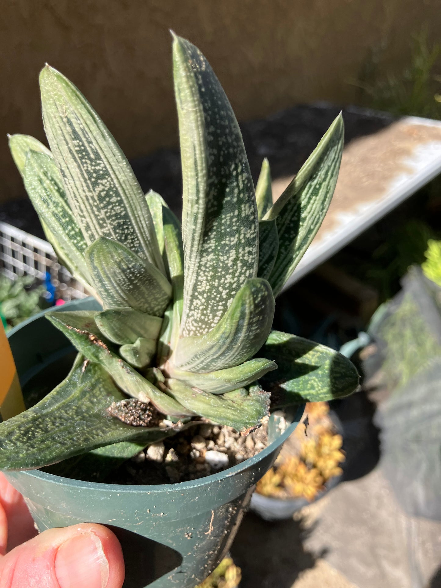 Gasteria Succulent Little Warty 4”Wide #4W