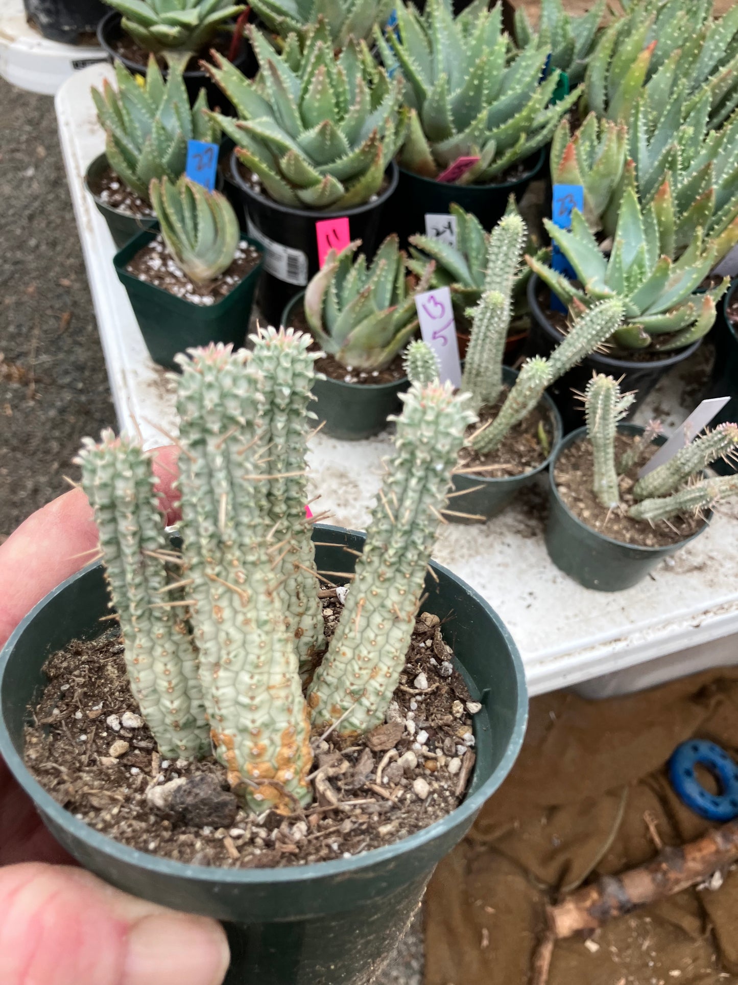 Euphorbia mammillarias variegata Corn Cob 3"Tall #11P