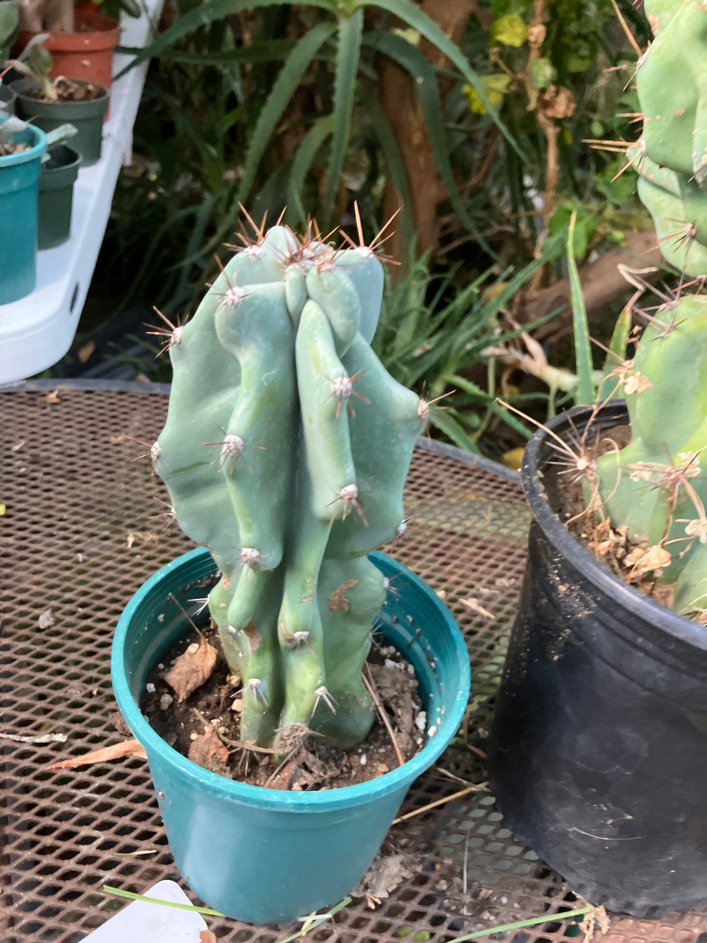 Cereus Peruvianus Monstrose Night Blooming 8”Tall #97Y