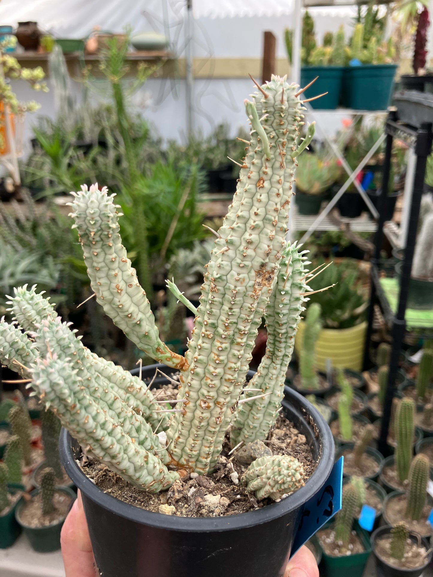 Euphorbia mammillarias variegata Corn Cob 6"Tall #5B