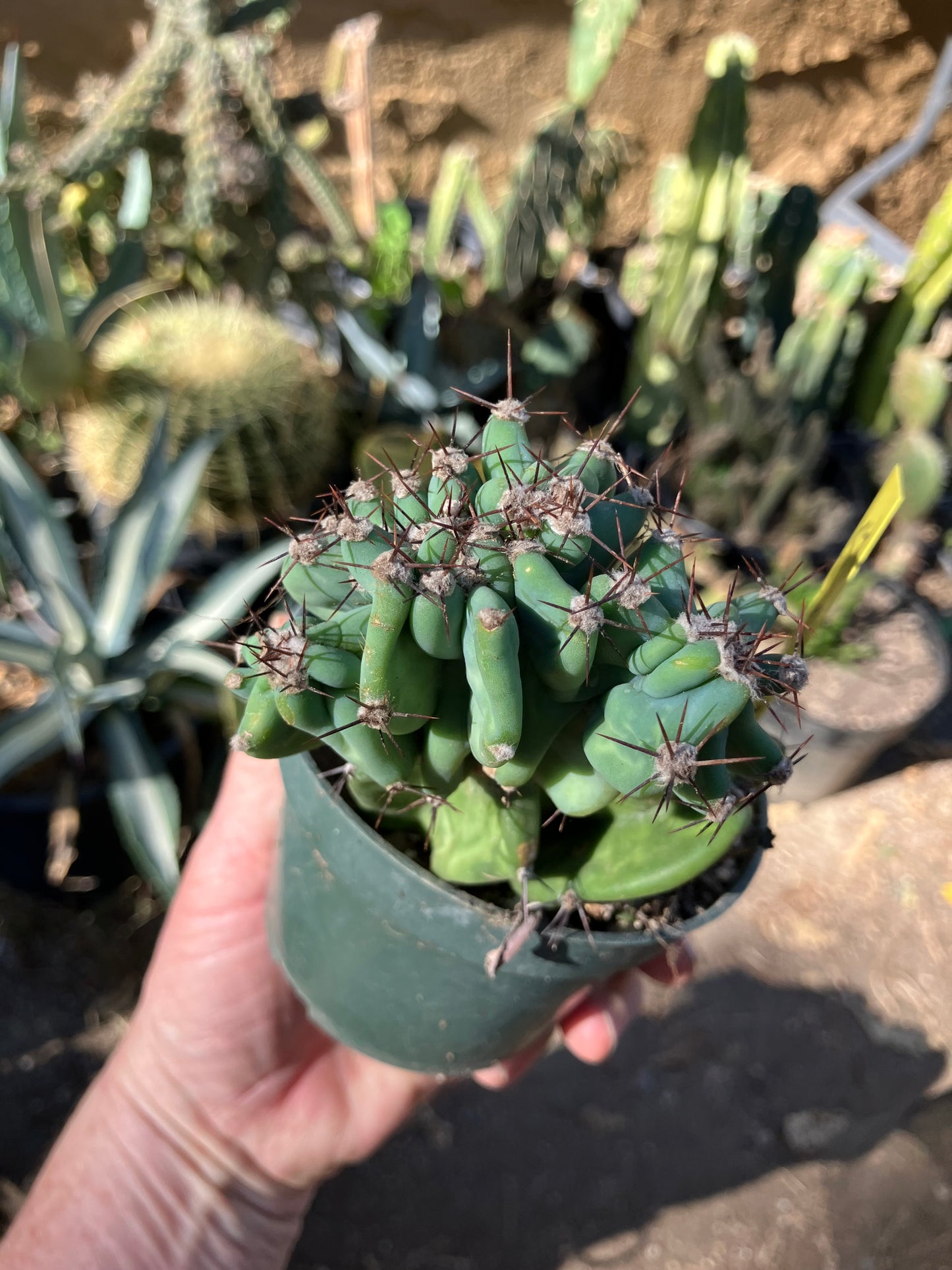 Cereus Peruvianus Monstrose Night Blooming 5"Tall 3" Wide #53Y