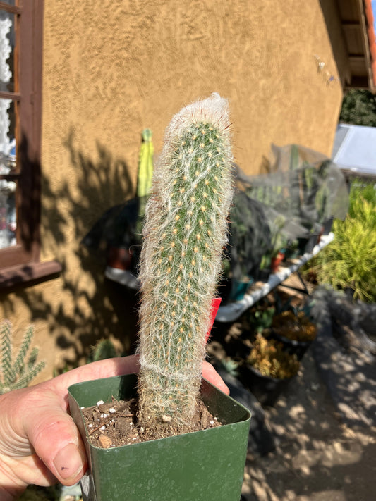 Austrocephalocereus dybowski cabega 8"Tall #125R Torch