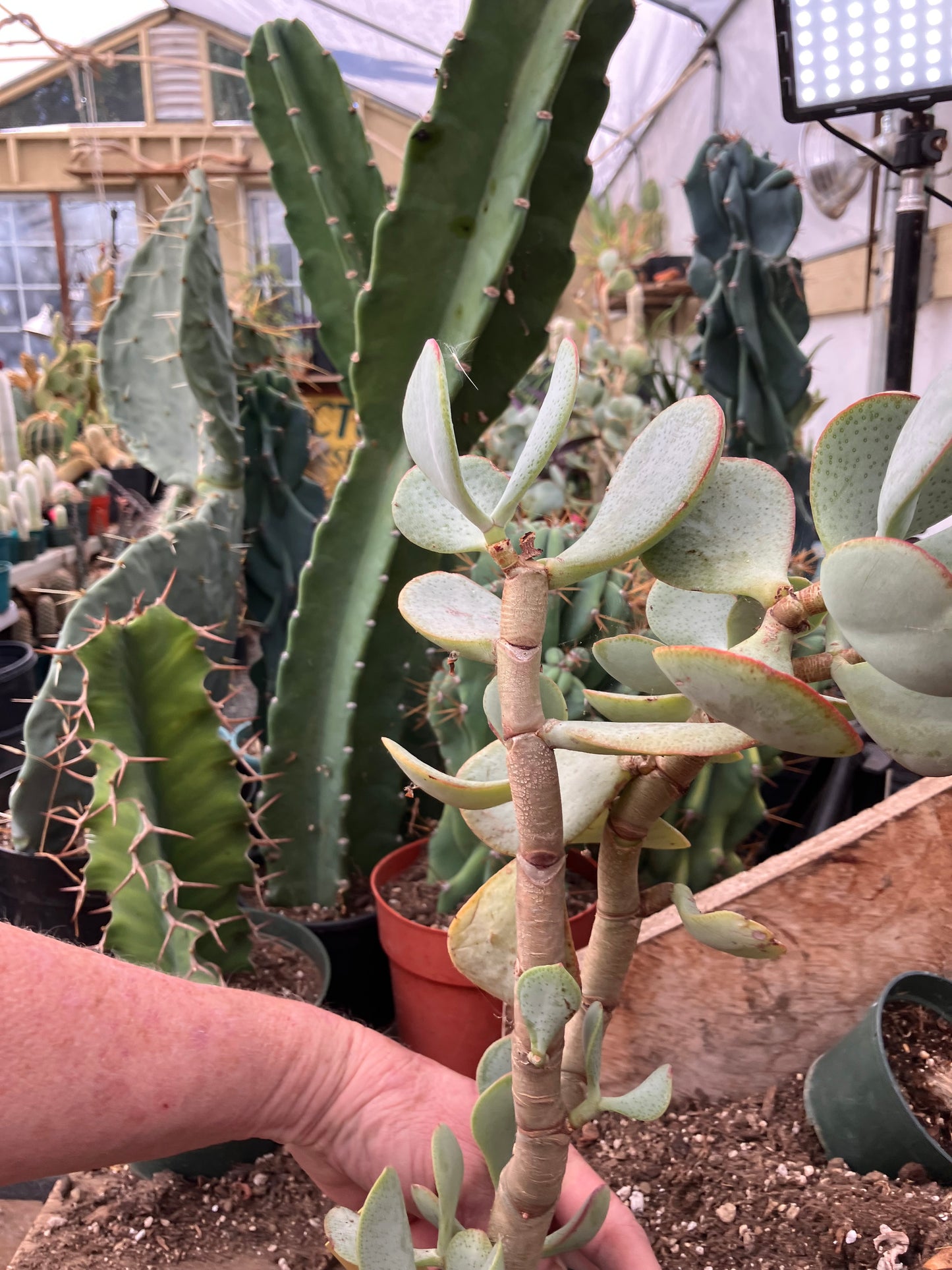 Crassula arborescens Silver Dollar 17"Tall #35Y