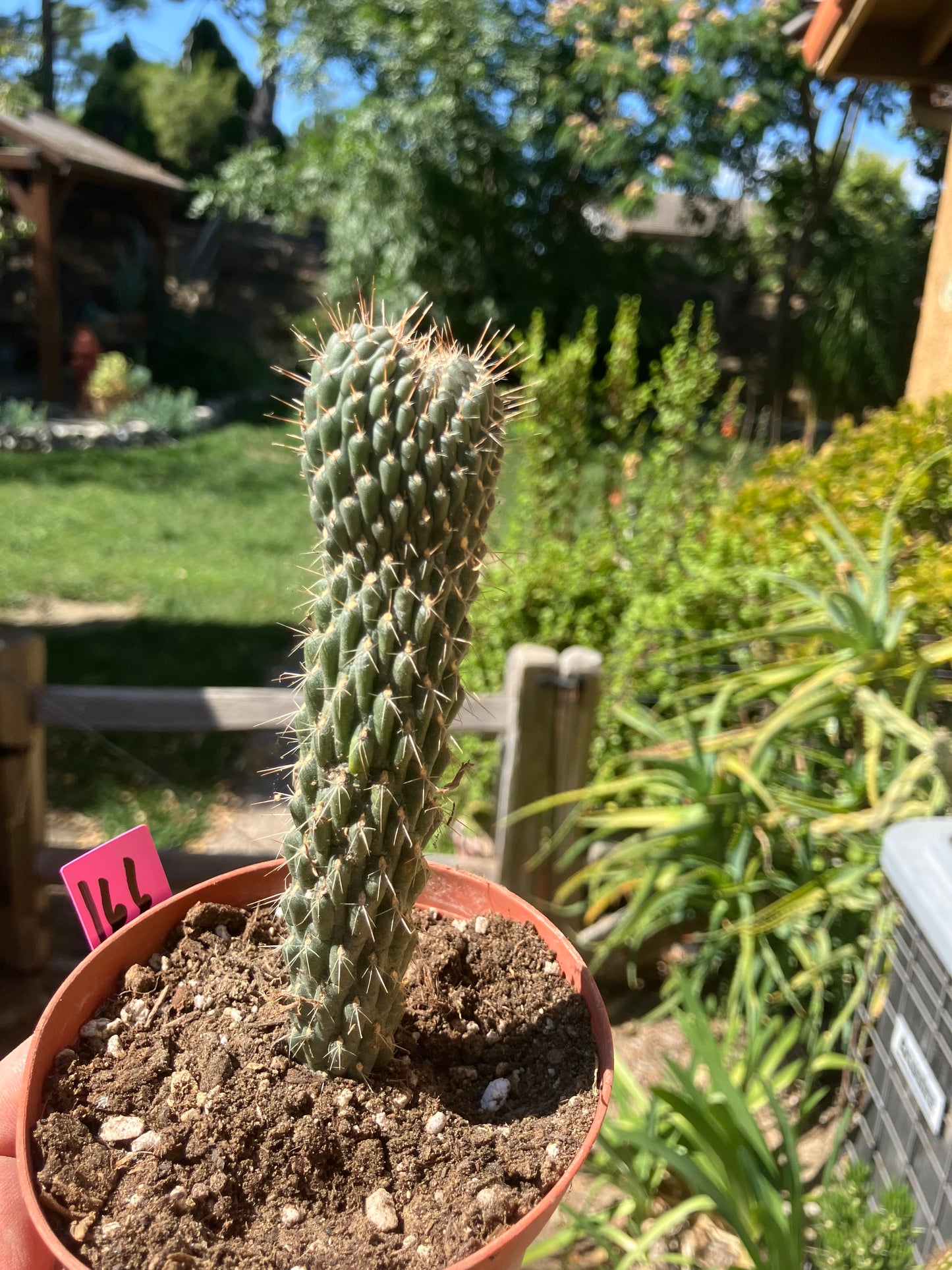 Cylindropuntia fulgida Cholla Boxing Glove Cactus Crest 4"Tall #166P