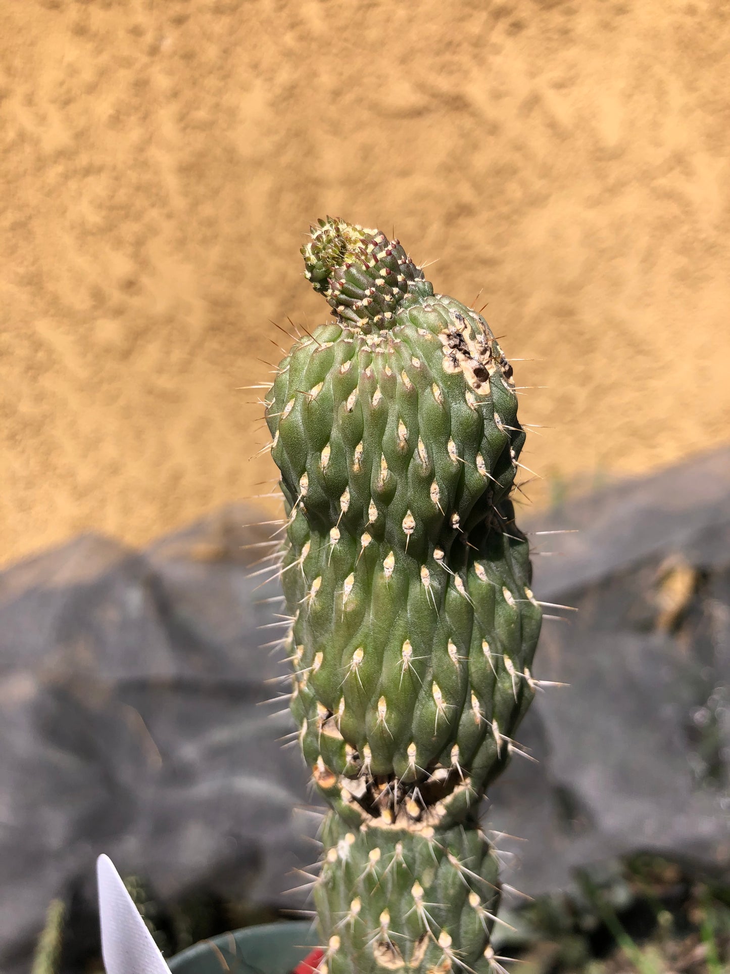 Cylindropuntia fulgida Cholla Boxing Glove Cactus Crest 6.5"Tall #6W