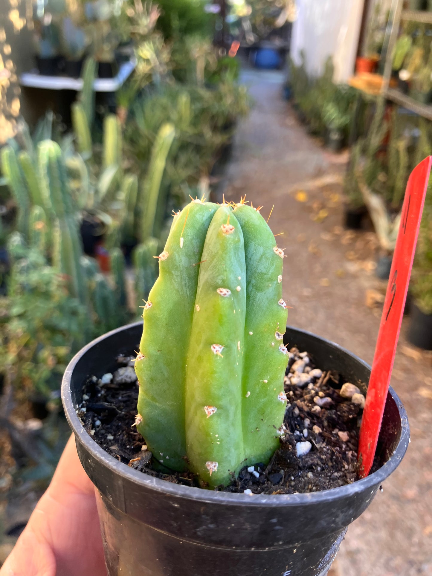 San Pedro Cactus - Trichocereus pachanoi 3"Tall #4R