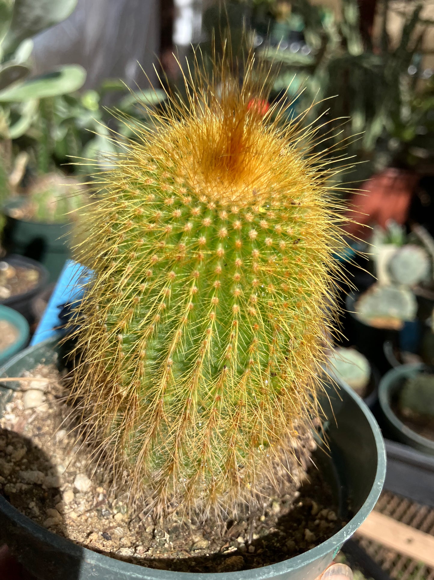 Notocactus leninghausii 3.5"Tall Cactus #60B