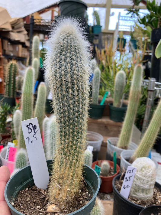 Cleistocactus tupizensis Silver Pole/Torch Cactus 7.5”Tall #86W