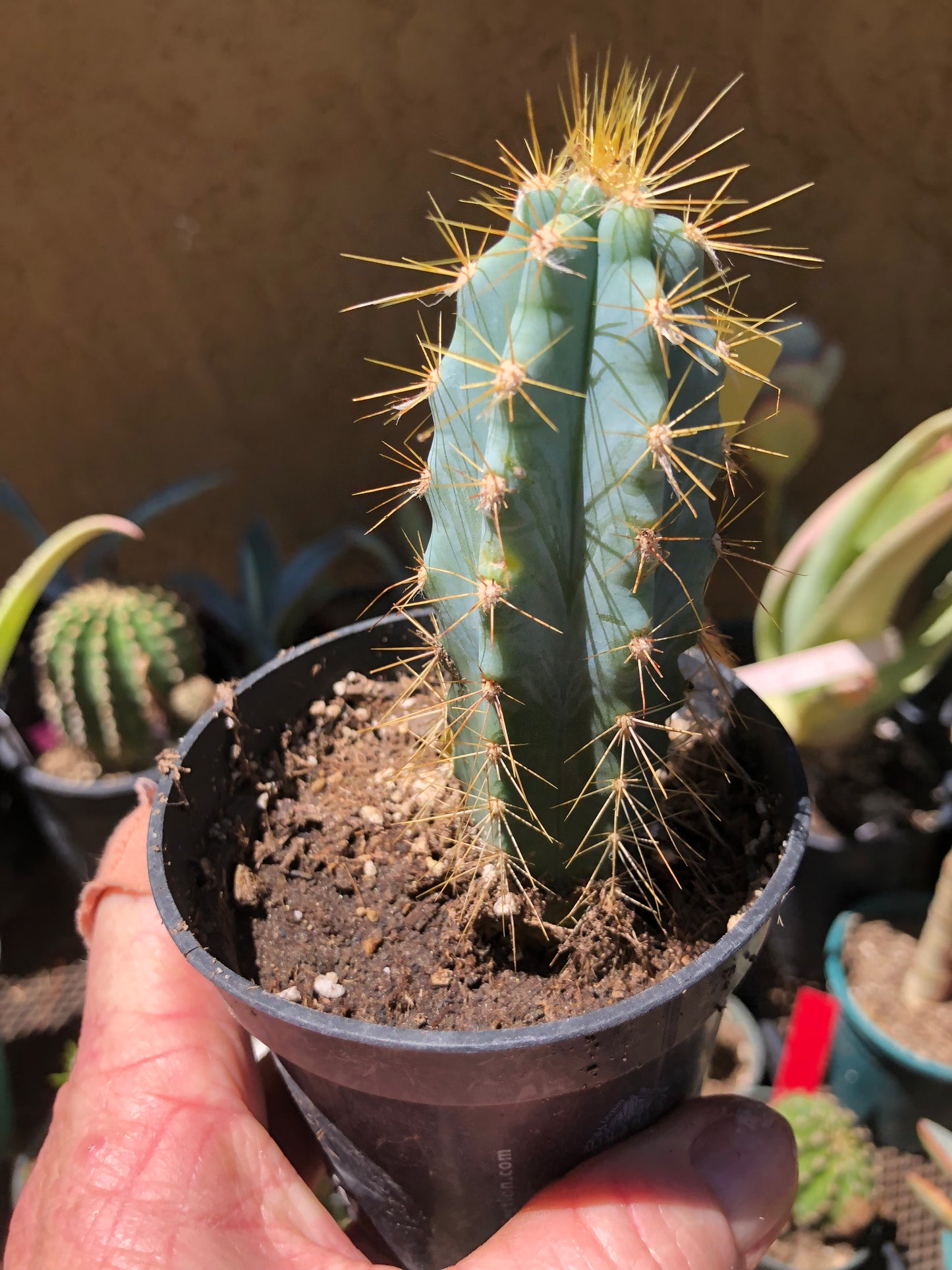Pilosocereus Blue Azureus Cactus 4"Tall #444Y
