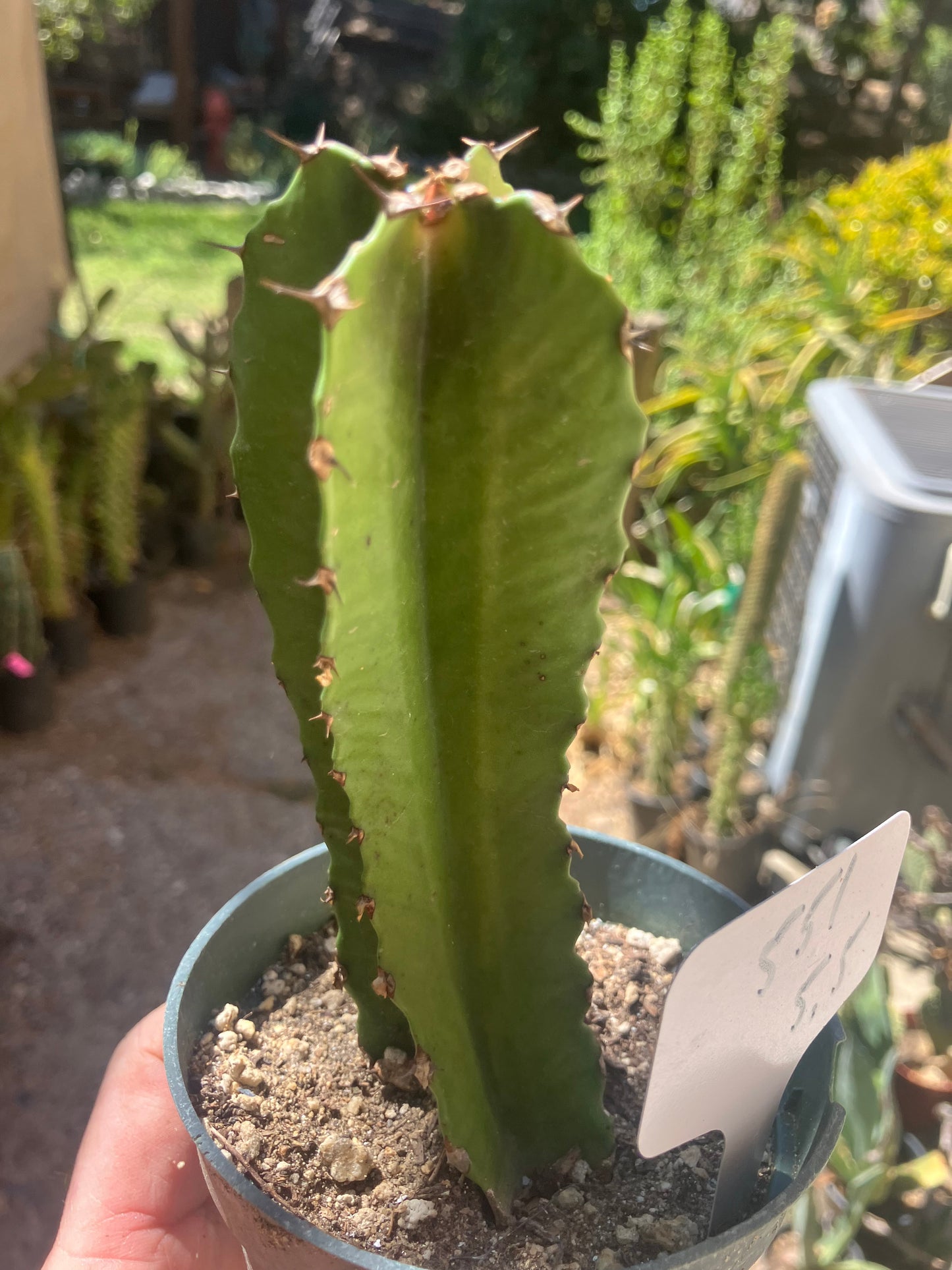 Euphorbia ingens Candelabra Tree Chocolate Drop 5.5”Tall #551W